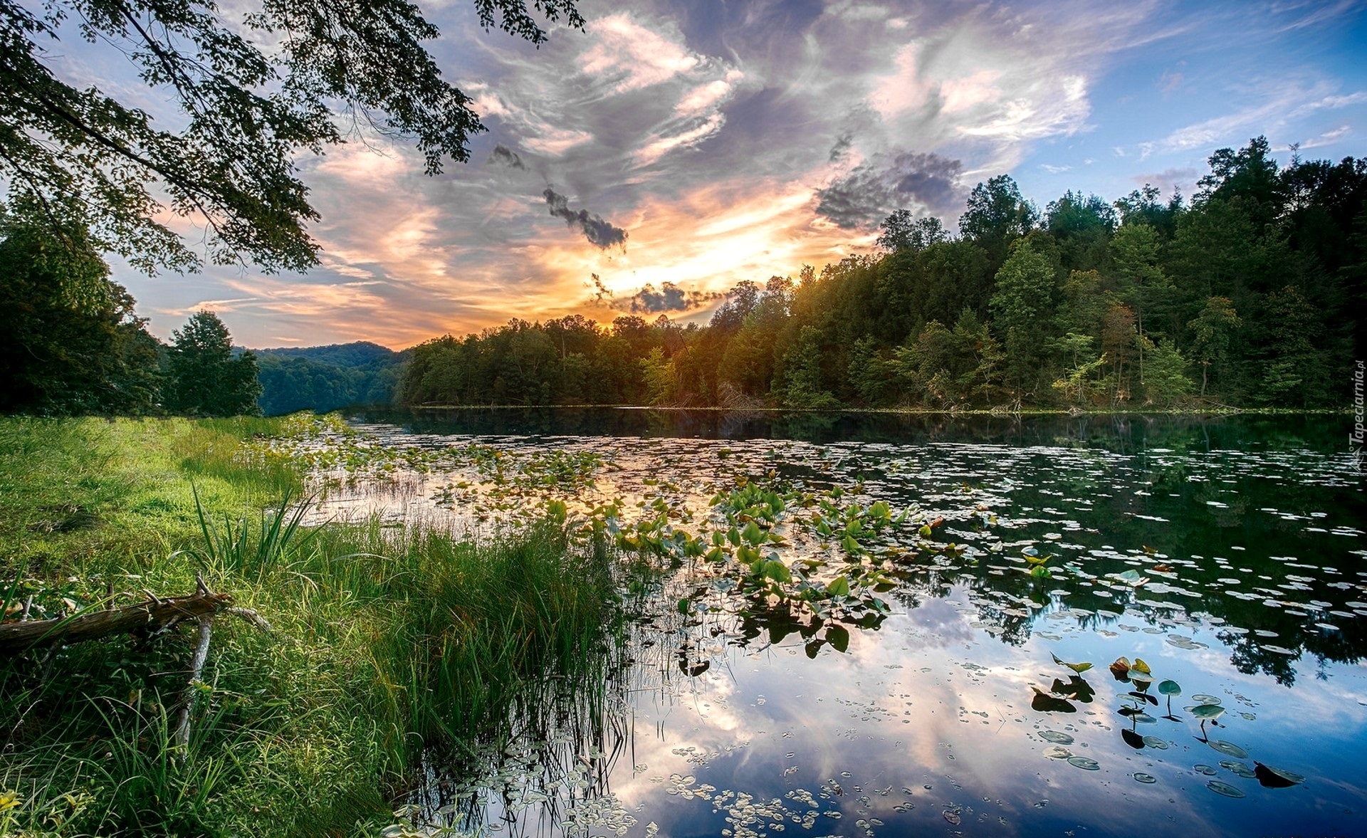 Rzeka, Drzewa, Trawy, Wschód słońca