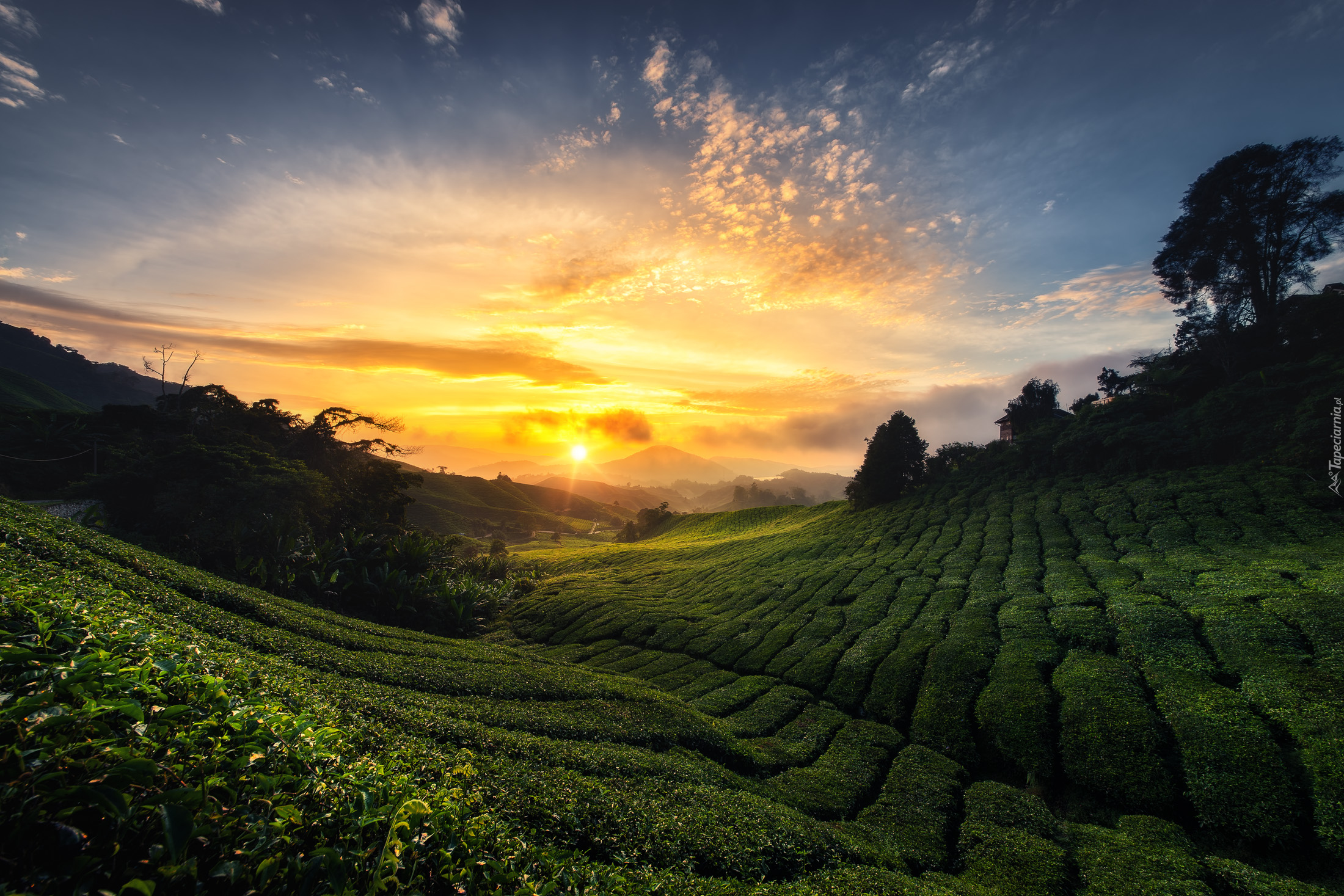 Cameron Highlands, Stan Pahang, Malezja, Plantacja, Wschód słońca