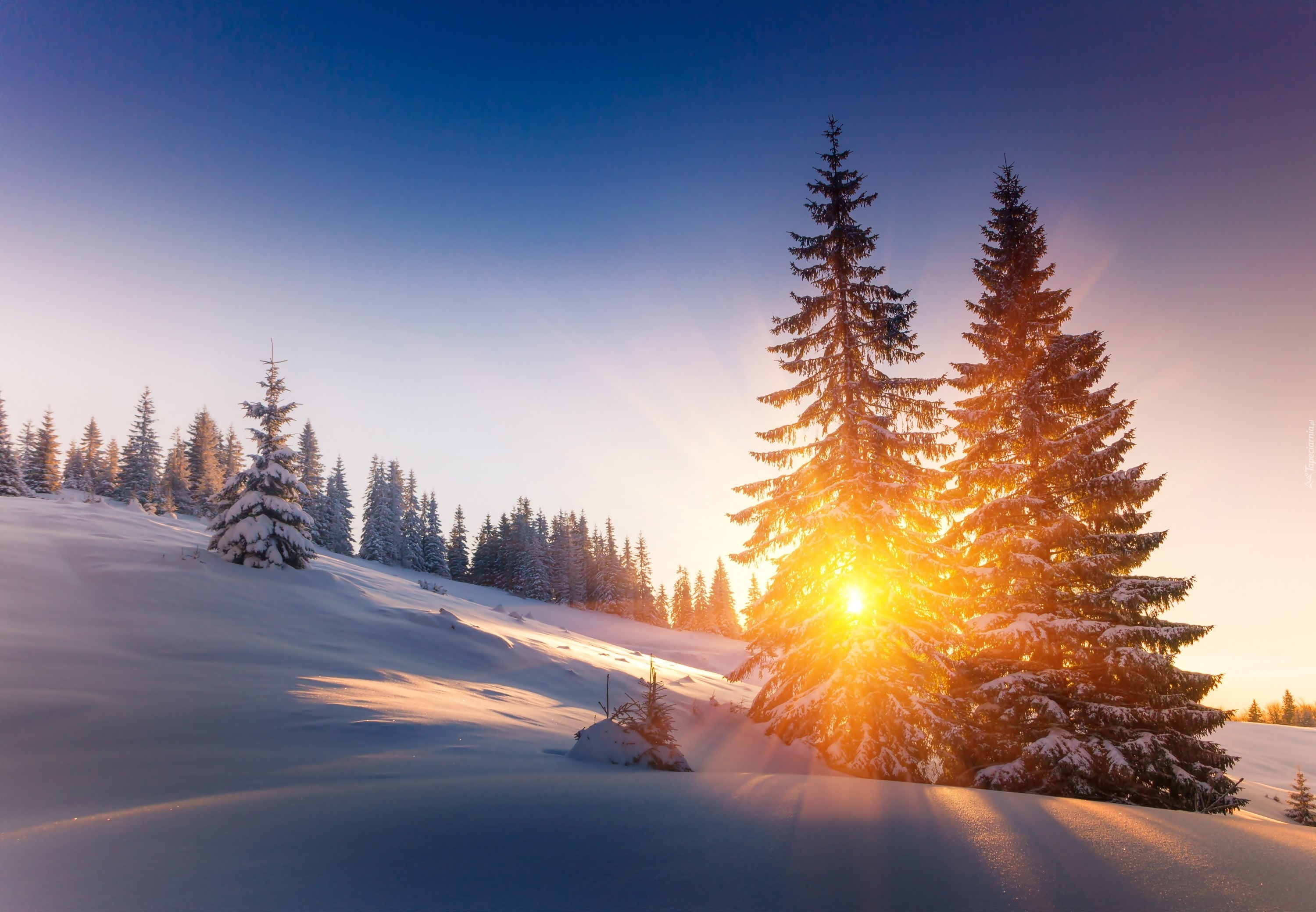 Zima, Wschód słońca, Drzewka, Przebijające Światło