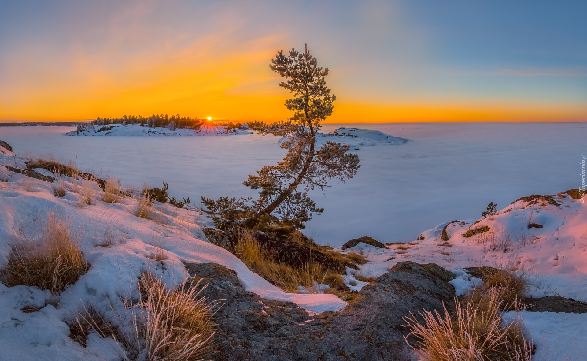 Zima, Sosna, Roślinność, Wschód słońca, Jezioro Ładoga, Karelia, Rosja