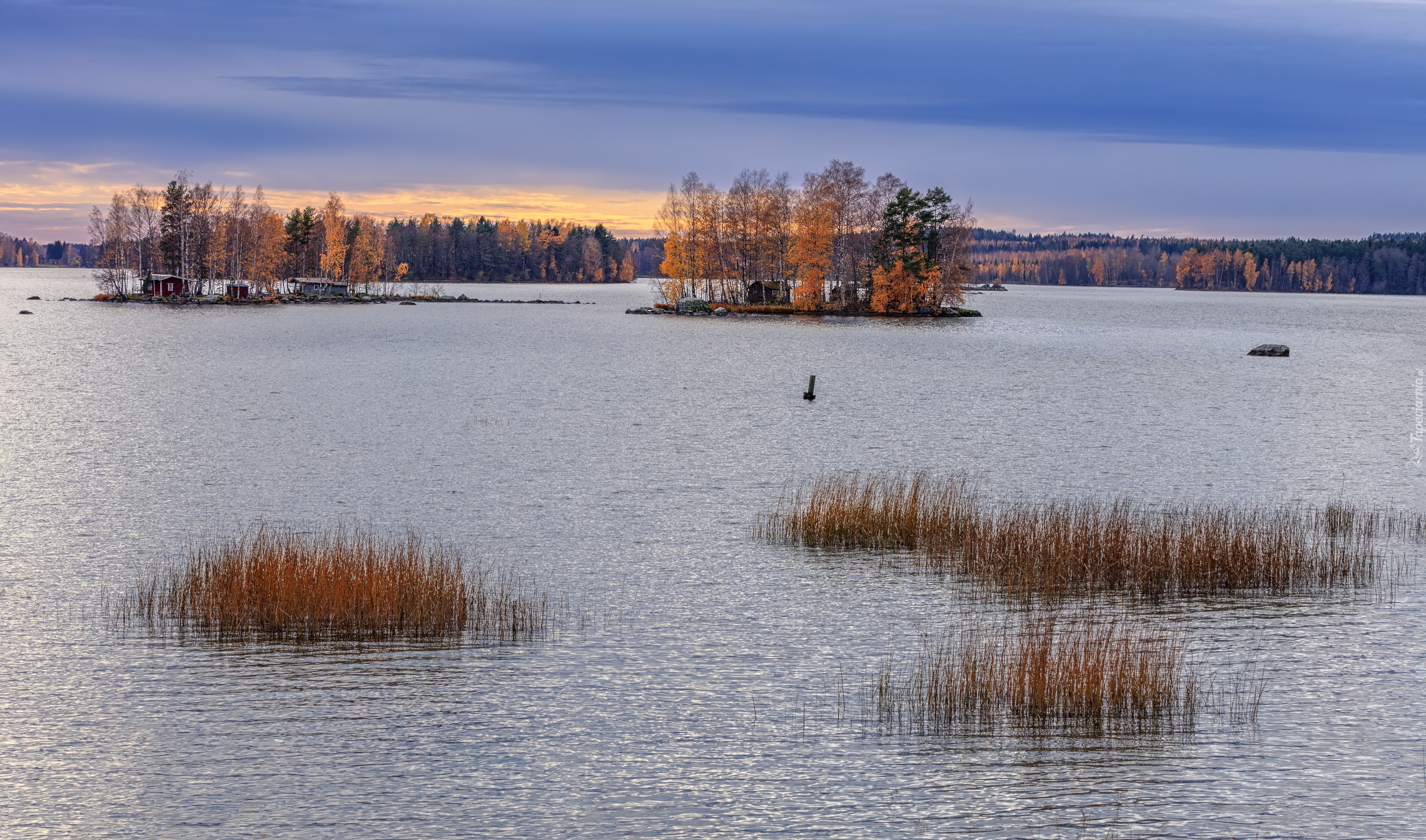 Jezioro, Trawy, Jesienne, Drzewa