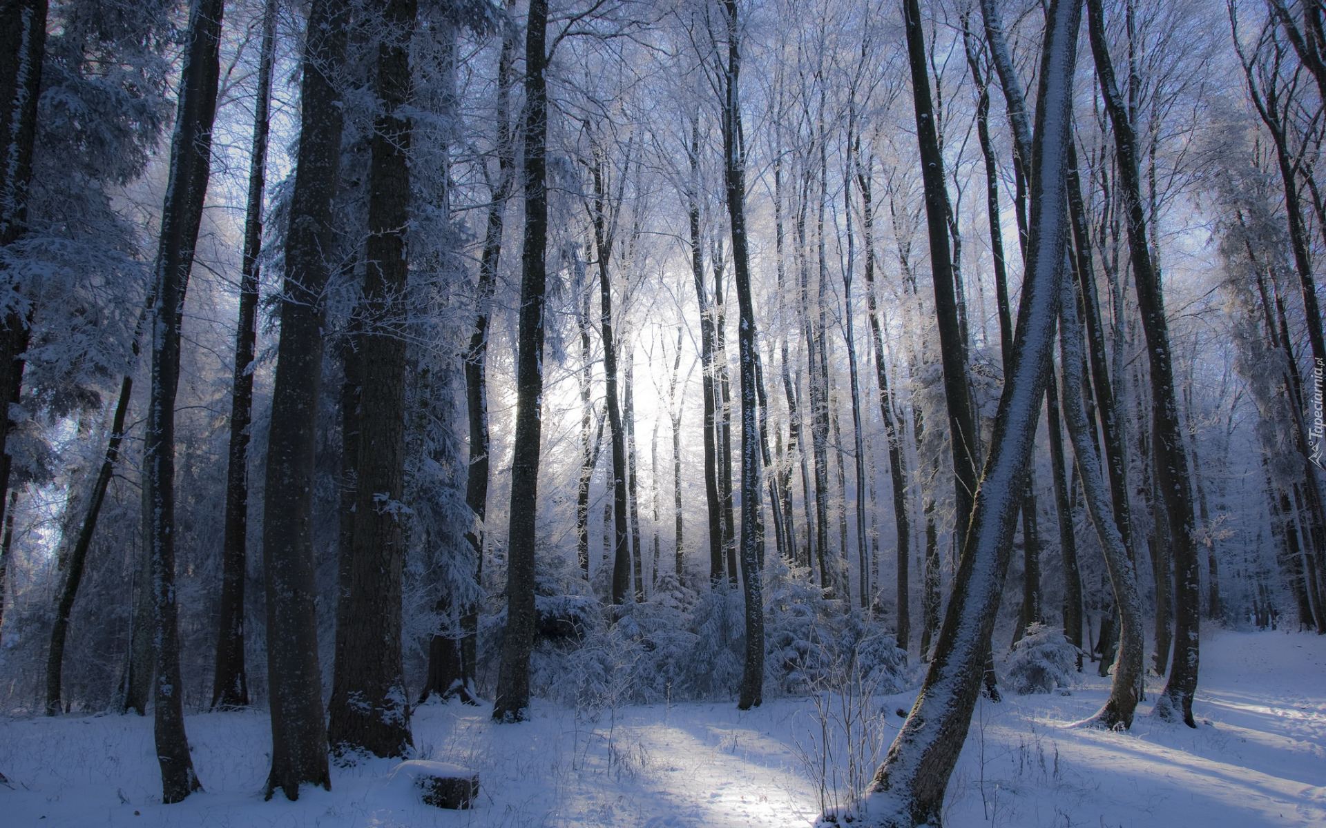 Zima, Śnieg, Las, Drzewa, Krzewy, Przebijające światło
