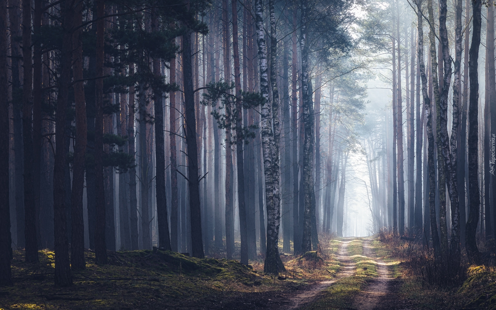 Las, Drzewa, Przebijające światło, Mgła, Droga