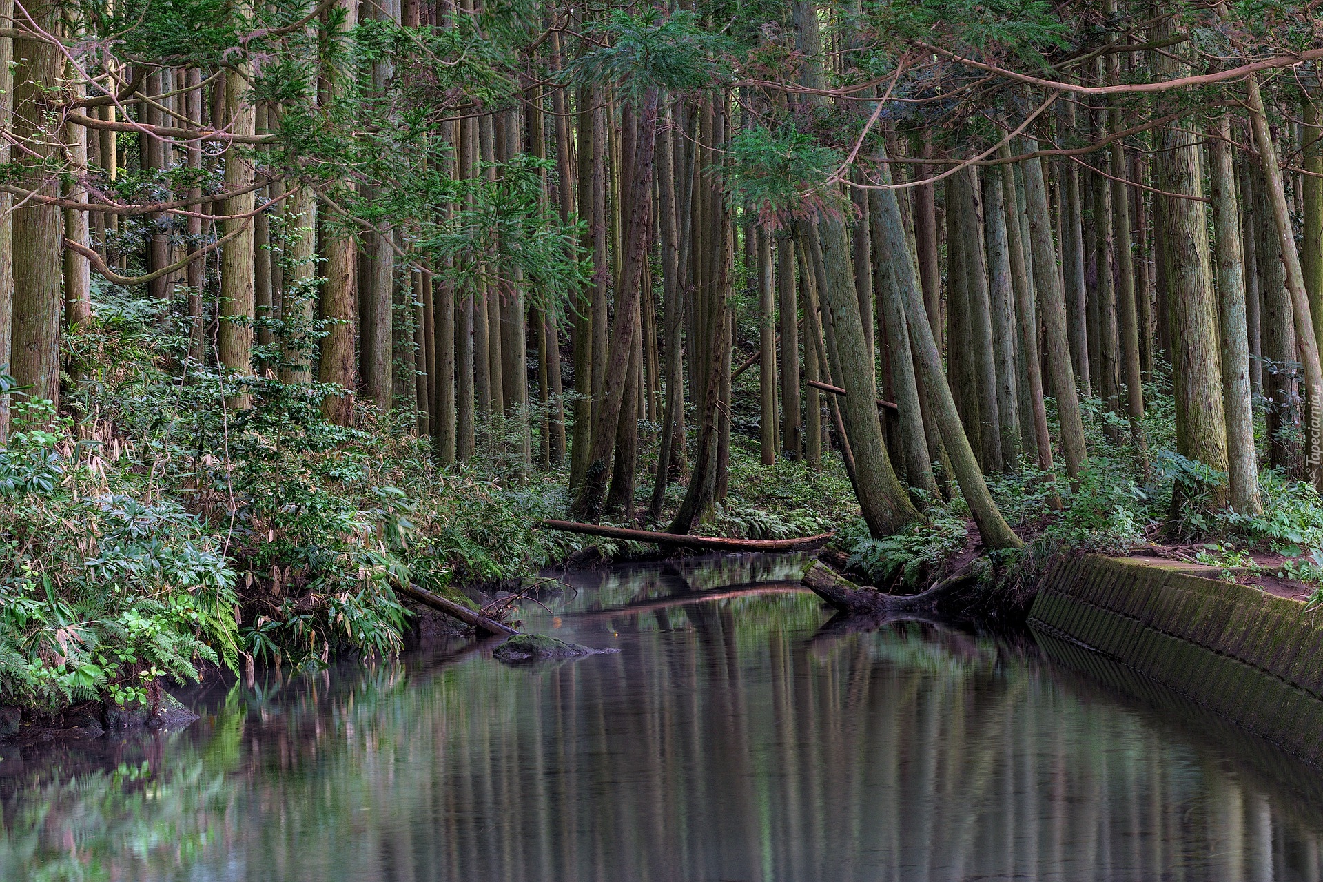 Las, Drzewa, Potok, Rzeka