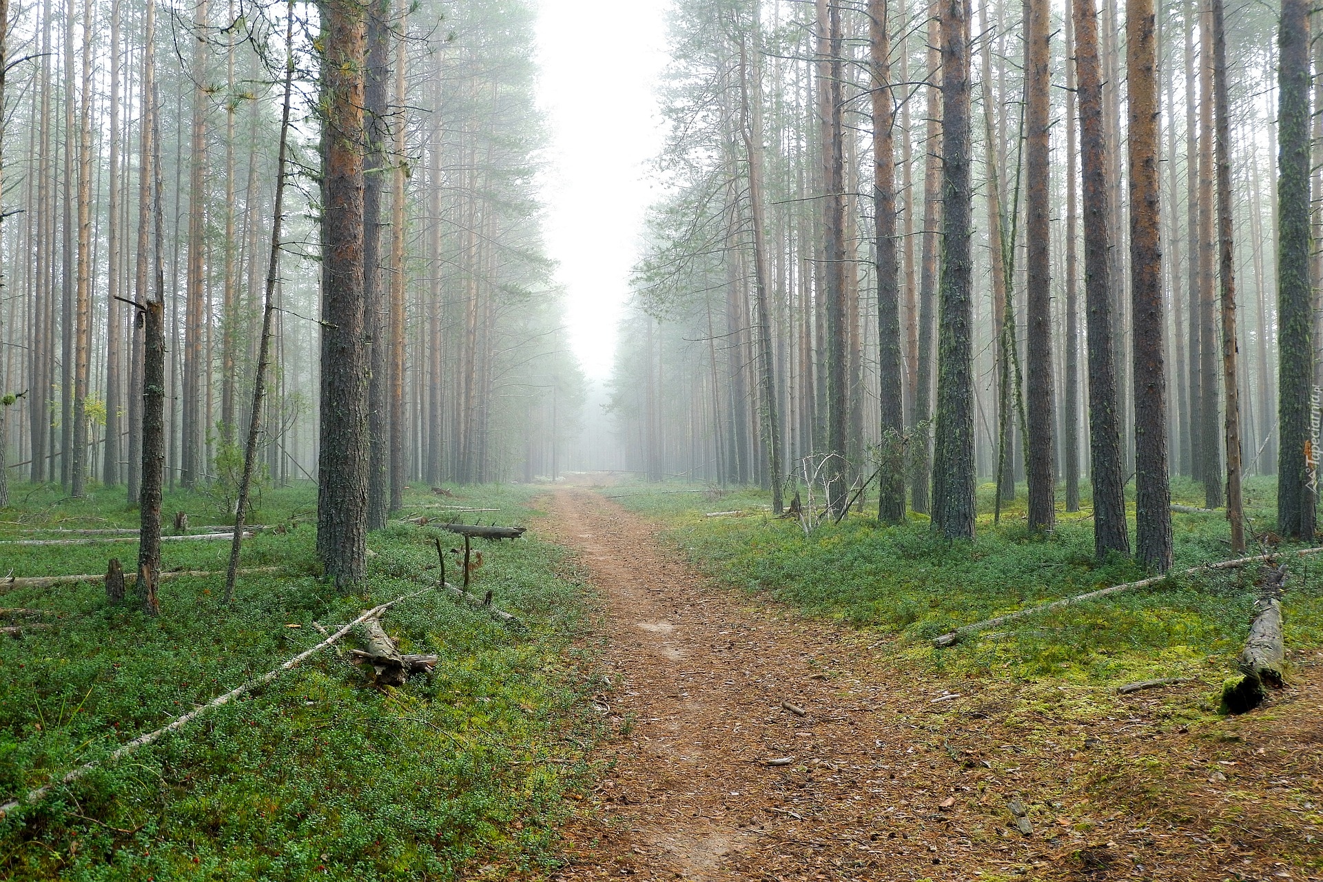 Las, Ścieżka, Mgła, Drzewa
