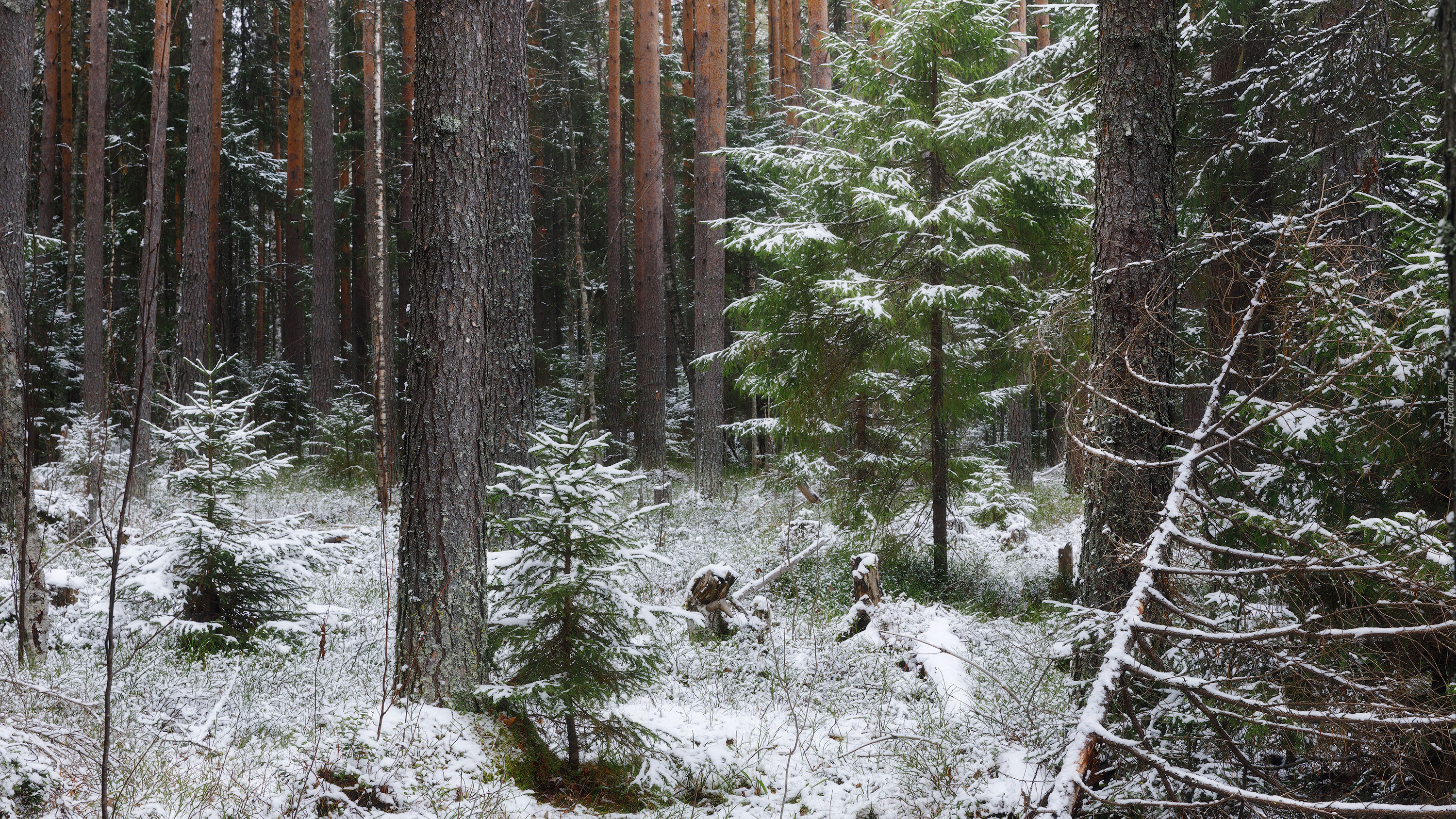 Zima, Śnieg, Las, Drzewa, Ośnieżona, Trawa