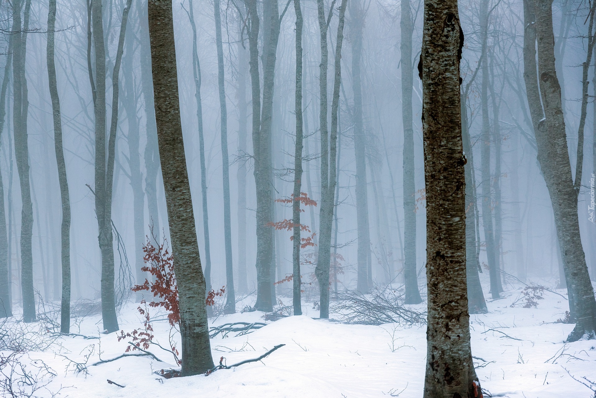 Zima, Las, Mgła, Drzewa