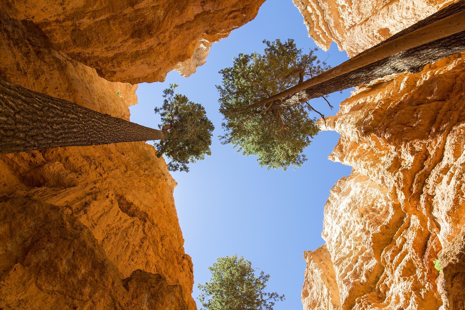 Skały, Szczelina Wall Street, Drzewa, Daglezje, Jedlice, Park Narodowy Bryce Canyon, Stan Utah, Stany Zjednoczone