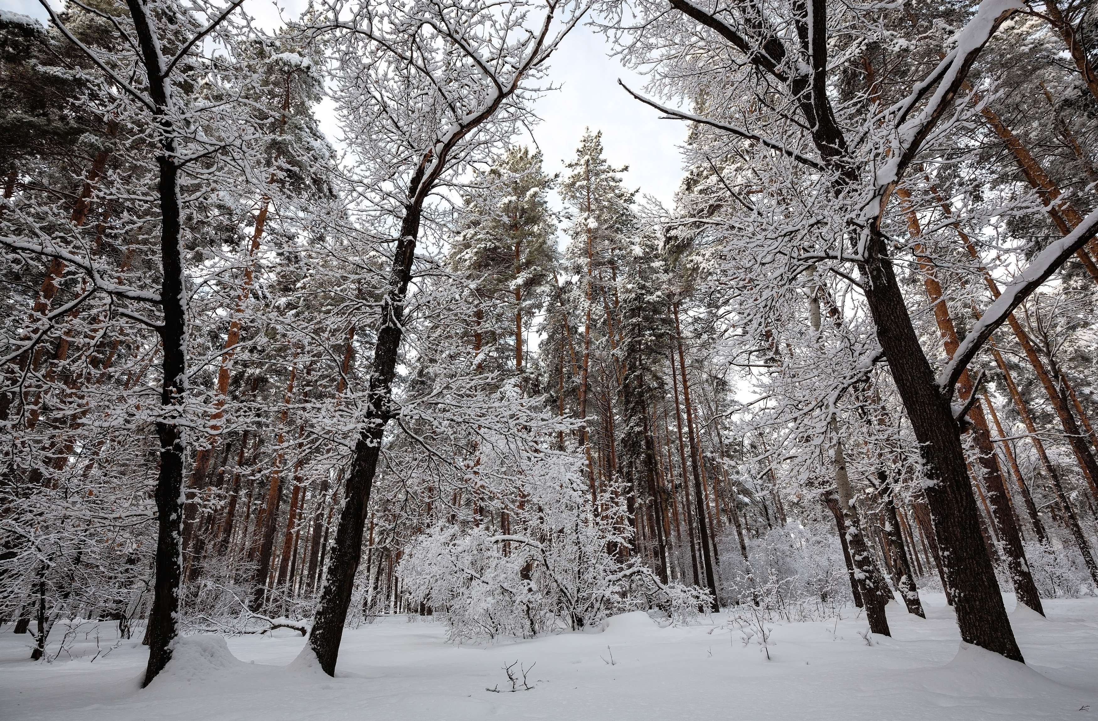 Zima, Śnieg, Las, Ośnieżone, Drzewa, Krzewy