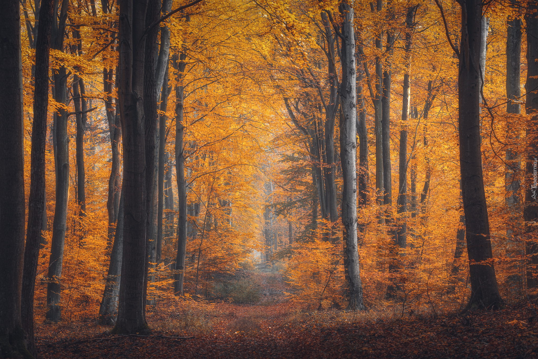 Las, Ścieżka, Drzewa, Jesień
