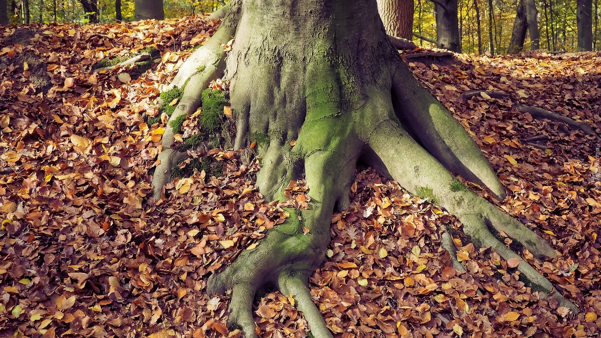 Drzewo, Korzeń, Liście