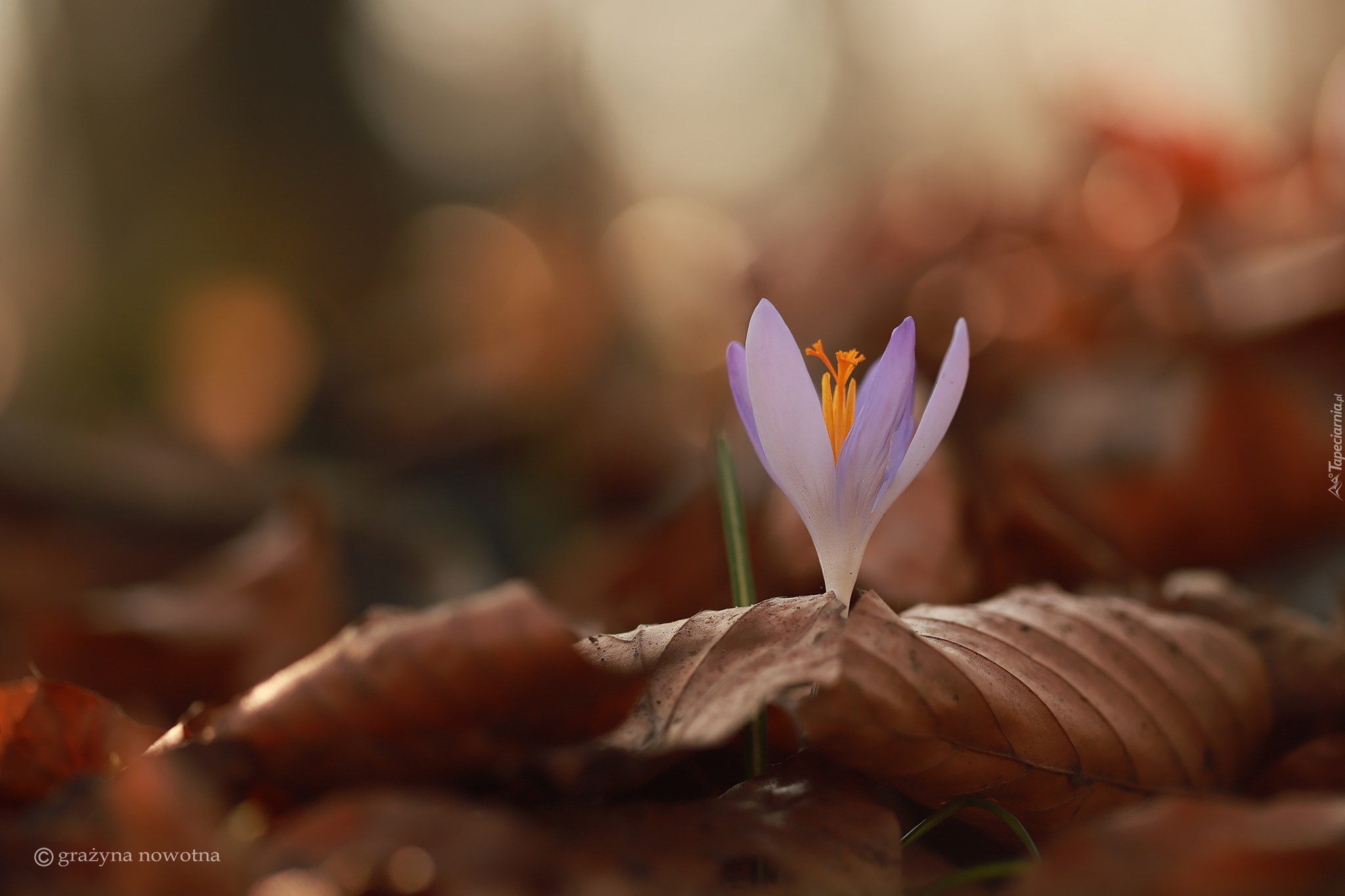 Liliowy, Krokus, Suche, Liście, Zbliżenie