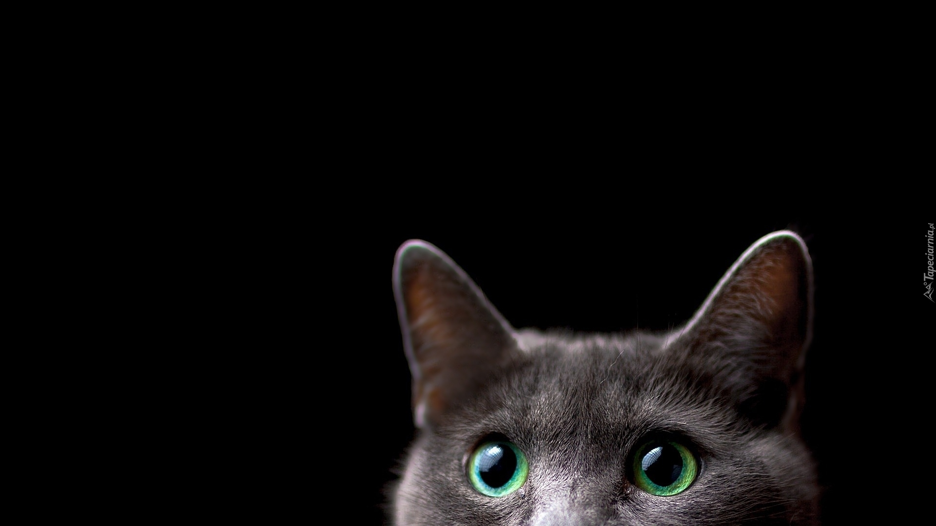 Kot, Zielone, Oczy, Uszy