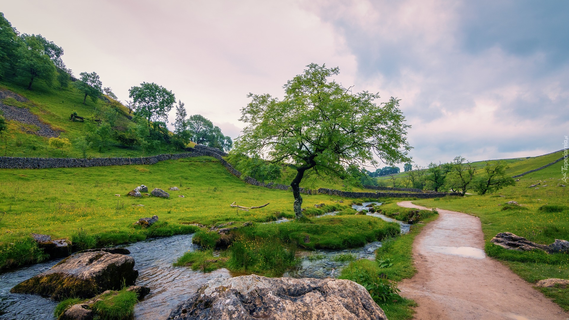 Anglia, Hrabstwo North Yorkshire, Park Narodowy Yorkshire Dales, Droga, Rzeka, Drzewa, Łąka, Wzgórza