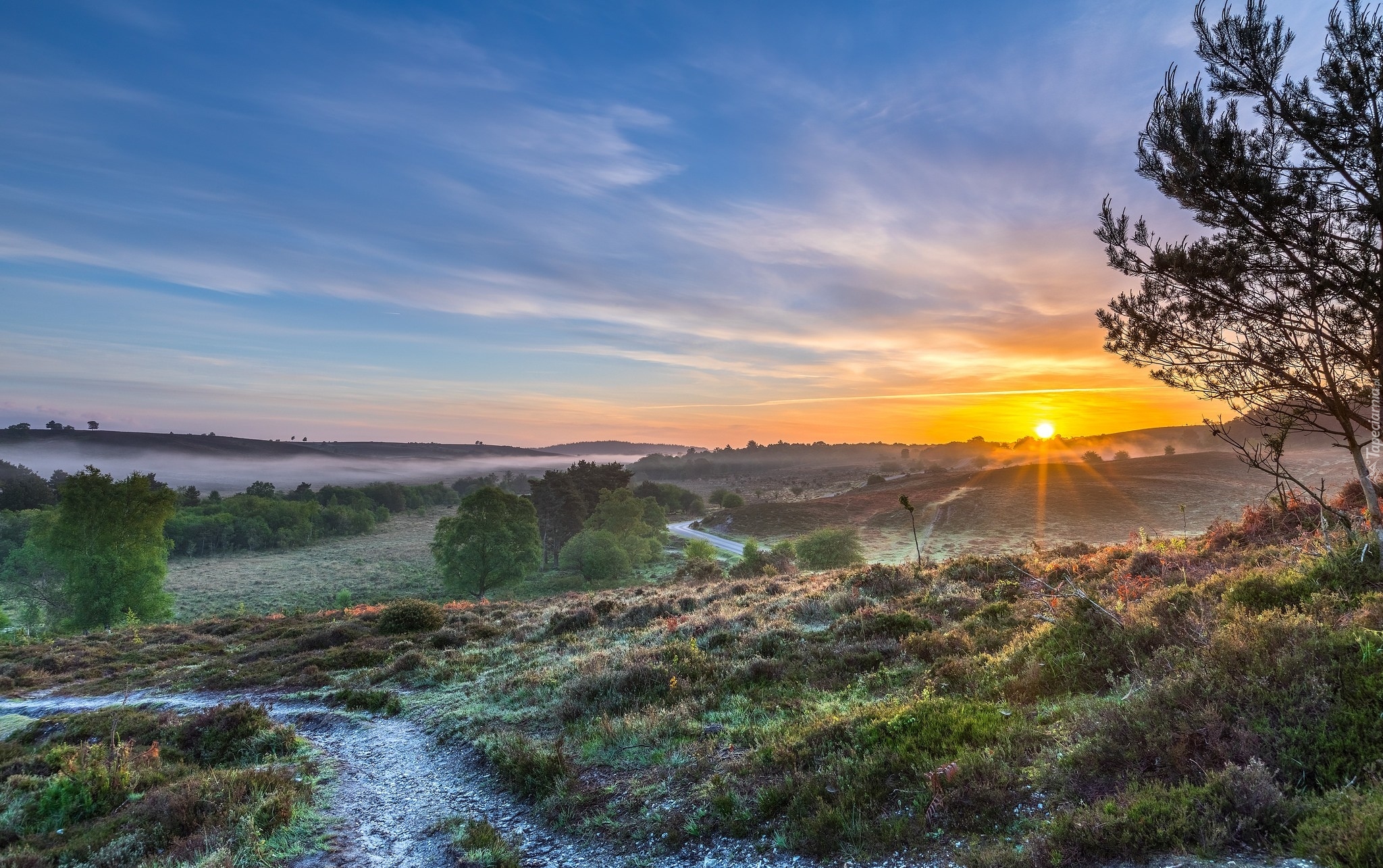 Anglia, Park Narodowy New Forest, Wzgórza, Mgła, Wschód słońca, Drzewa