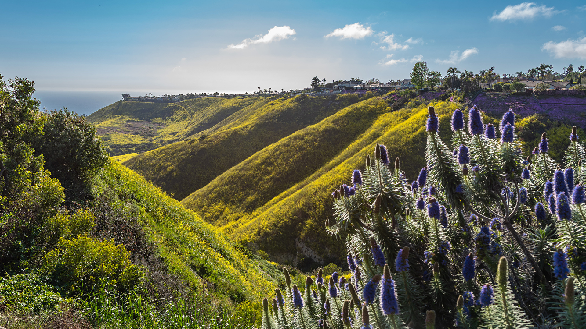 Stany Zjednoczone, Stan Kalifornia, Rancho Palos Verdes, Wzgórza, Dolina, Fioletowe, Kwiaty