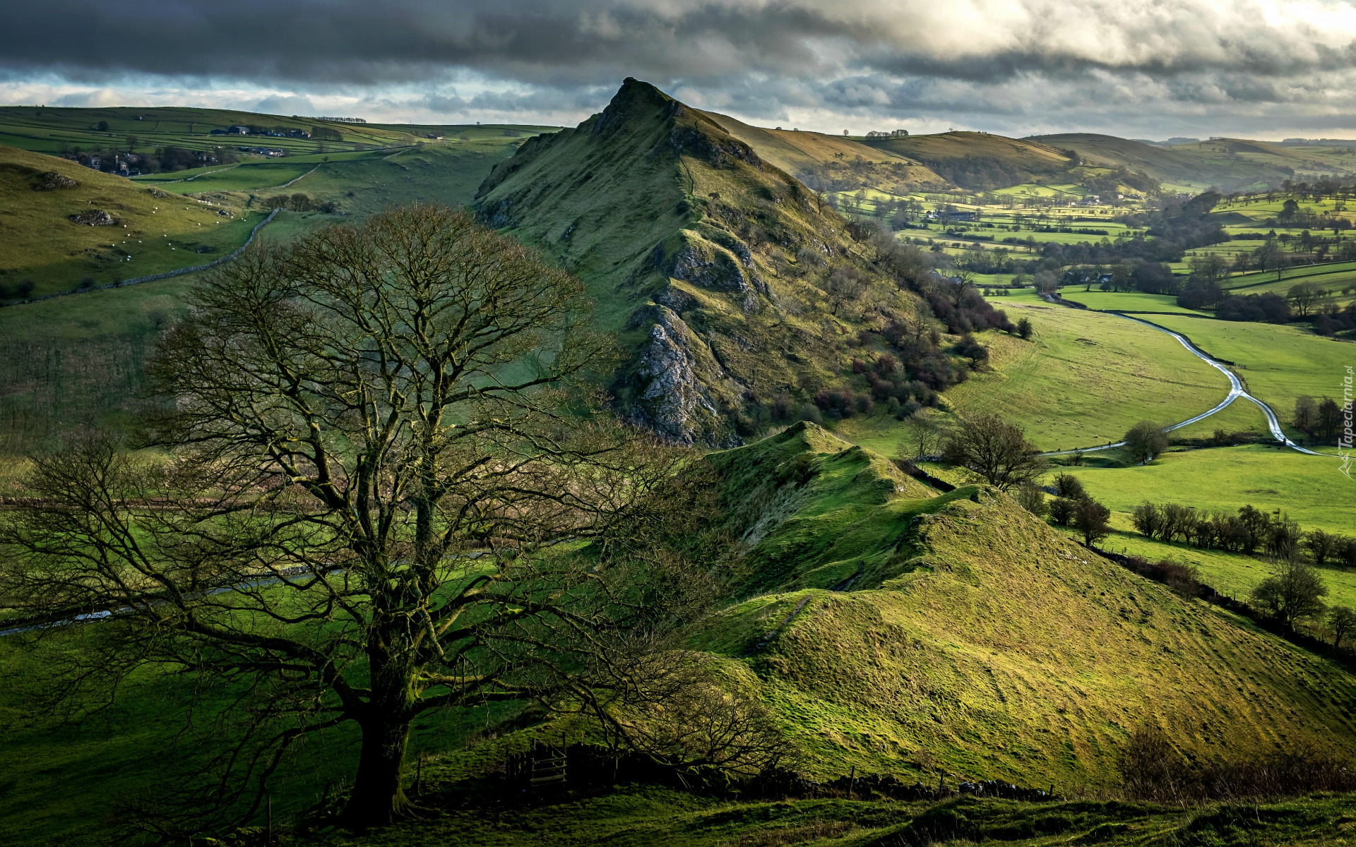 Park Narodowy Peak District, Drzewo, Wzgórze, Parkhouse Hill, Wschód słońca, Anglia