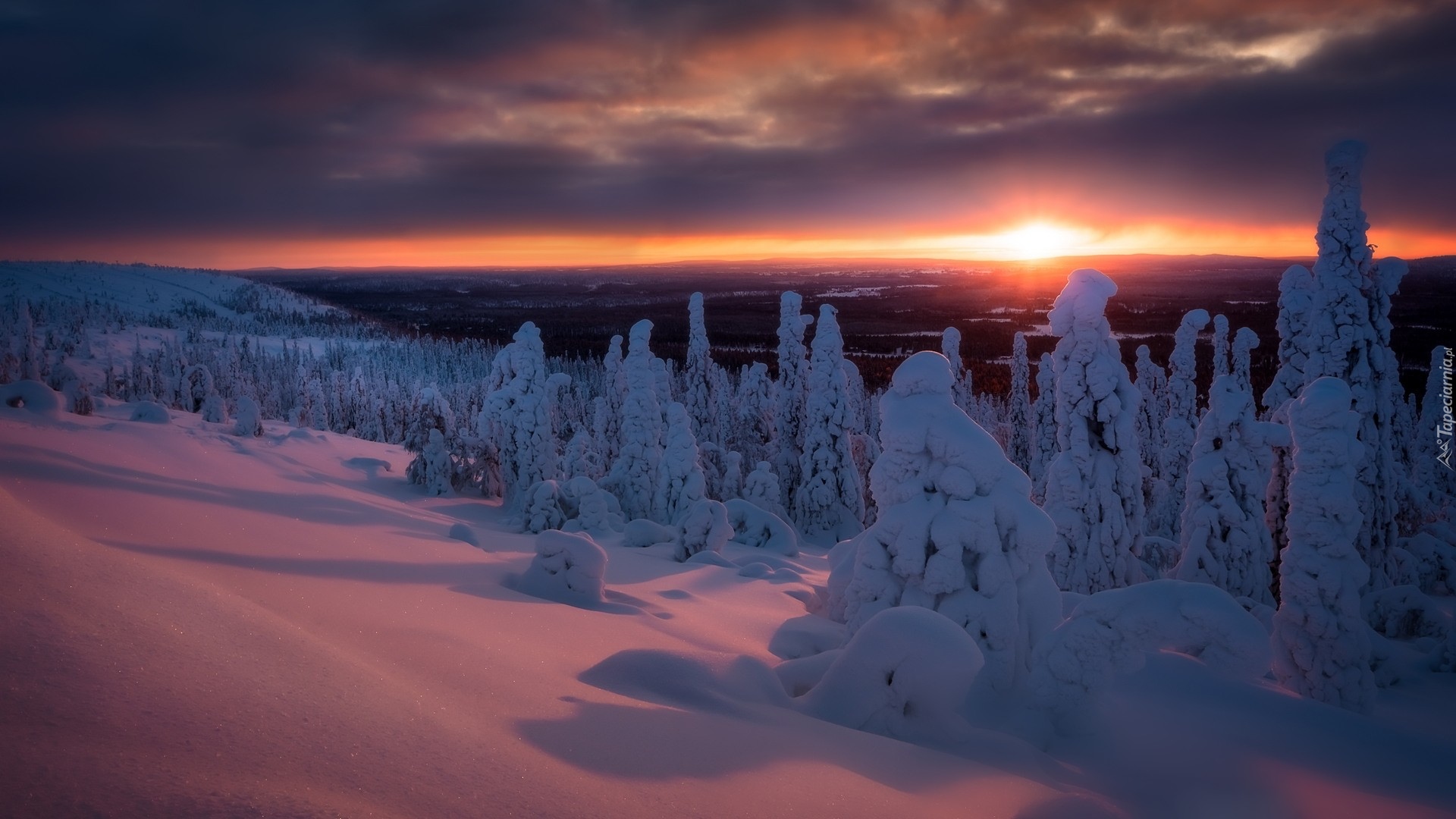 Wzgórze Sallatunturit, Finlandia, Zima, Drzewa, Zachód słońca