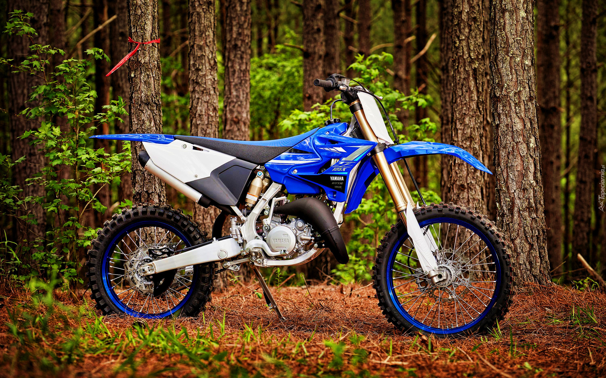 Motocykl, Terenowy, Yamaha YZ125X, 2020, Drzewa, Las