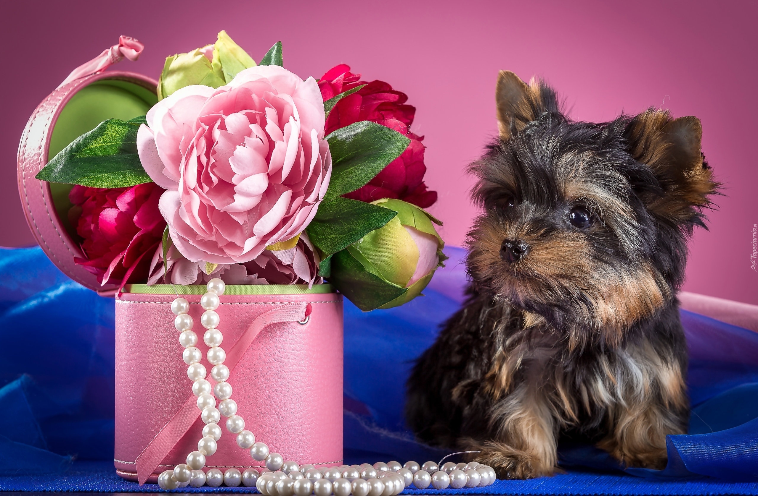 Yorkshire Terrier, Piwonie, Pudełko, Perły