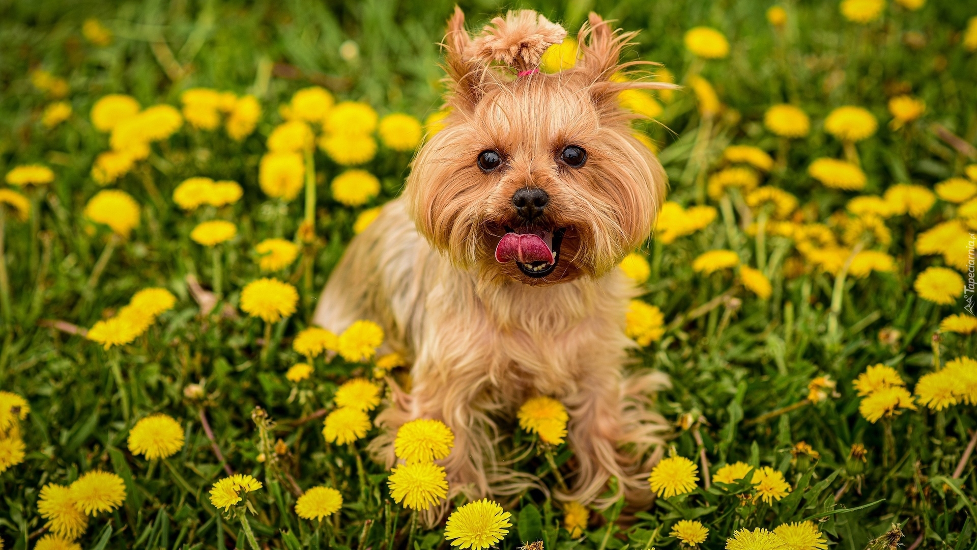 Pies, Yorkshire terrier, Kwiaty, Mlecze, Trawa, Łąka