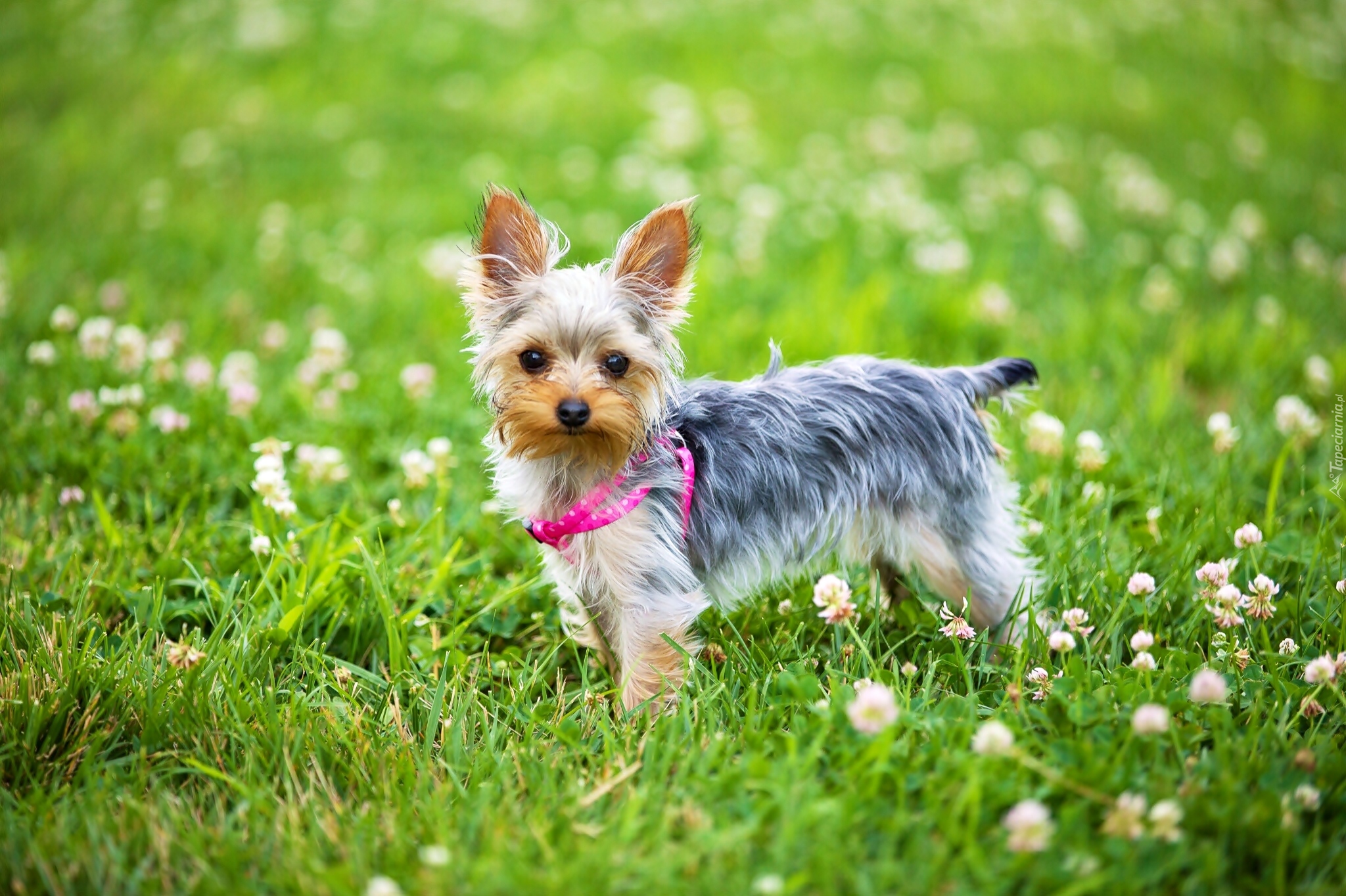 Yorkshire terrier, Łąka, Koniczyna