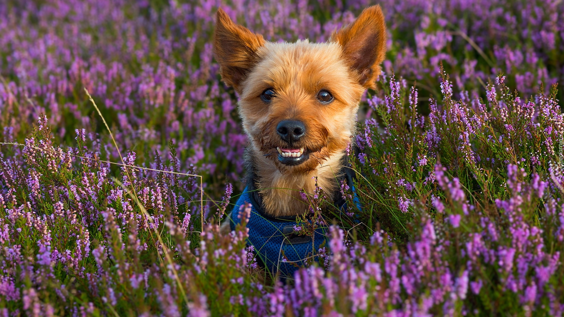 Pies, Yorkshire terrier, Wrzosy