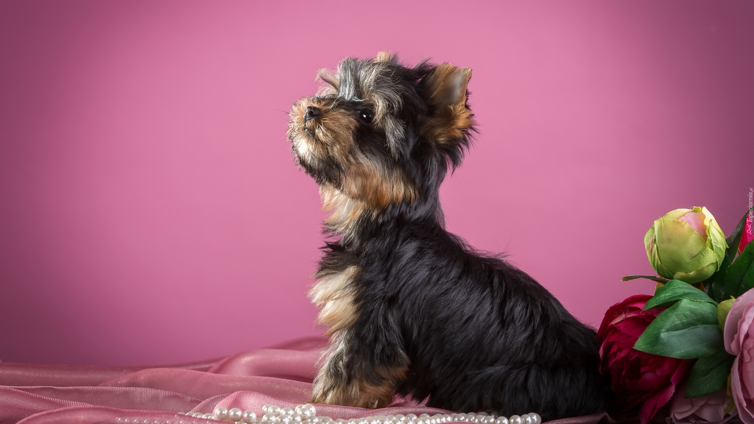 Słodki, Yorkshire terrier, Kwiaty, Perły