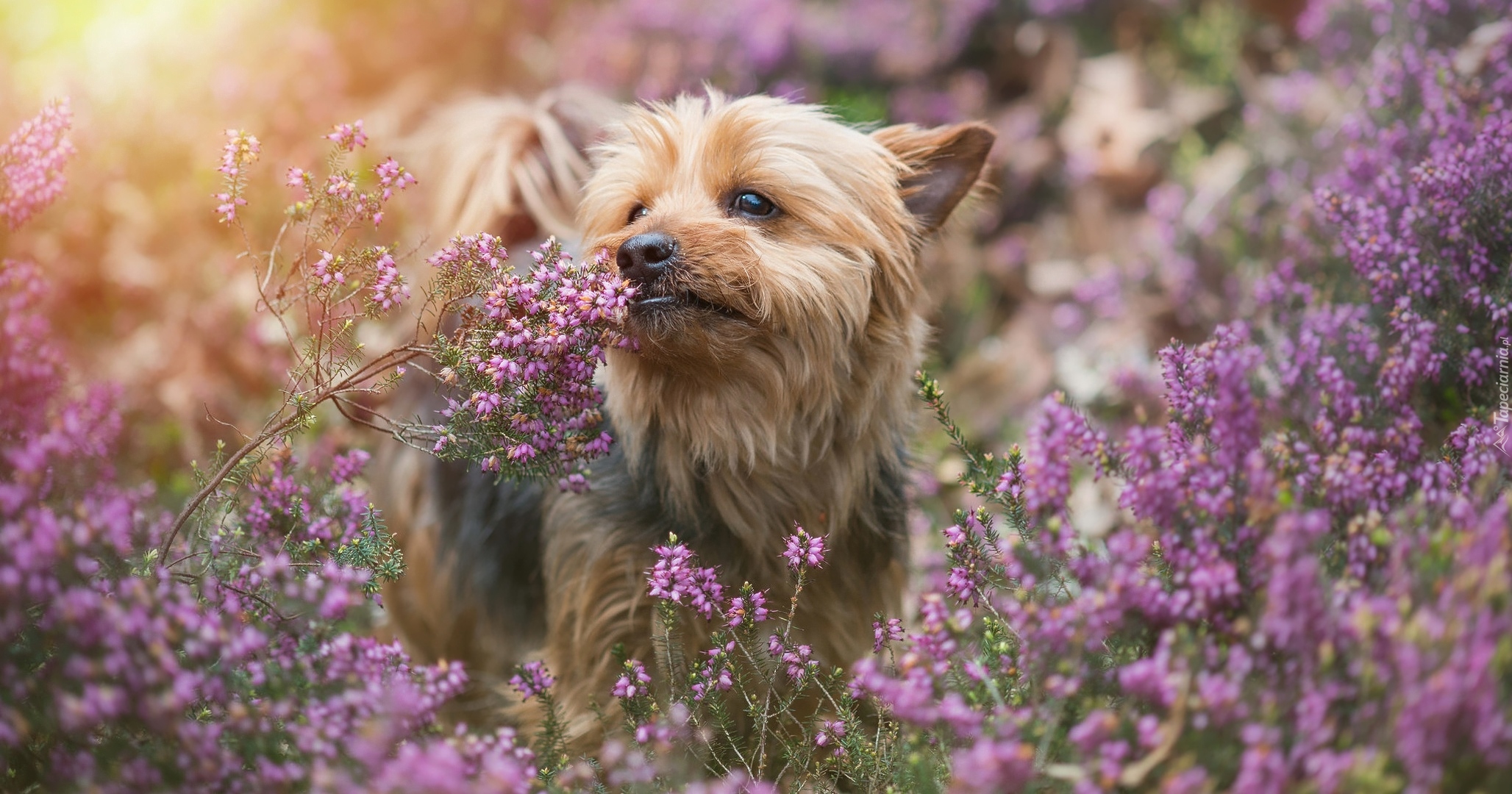 Pies, Yorkshire terrier, Wrzosiec