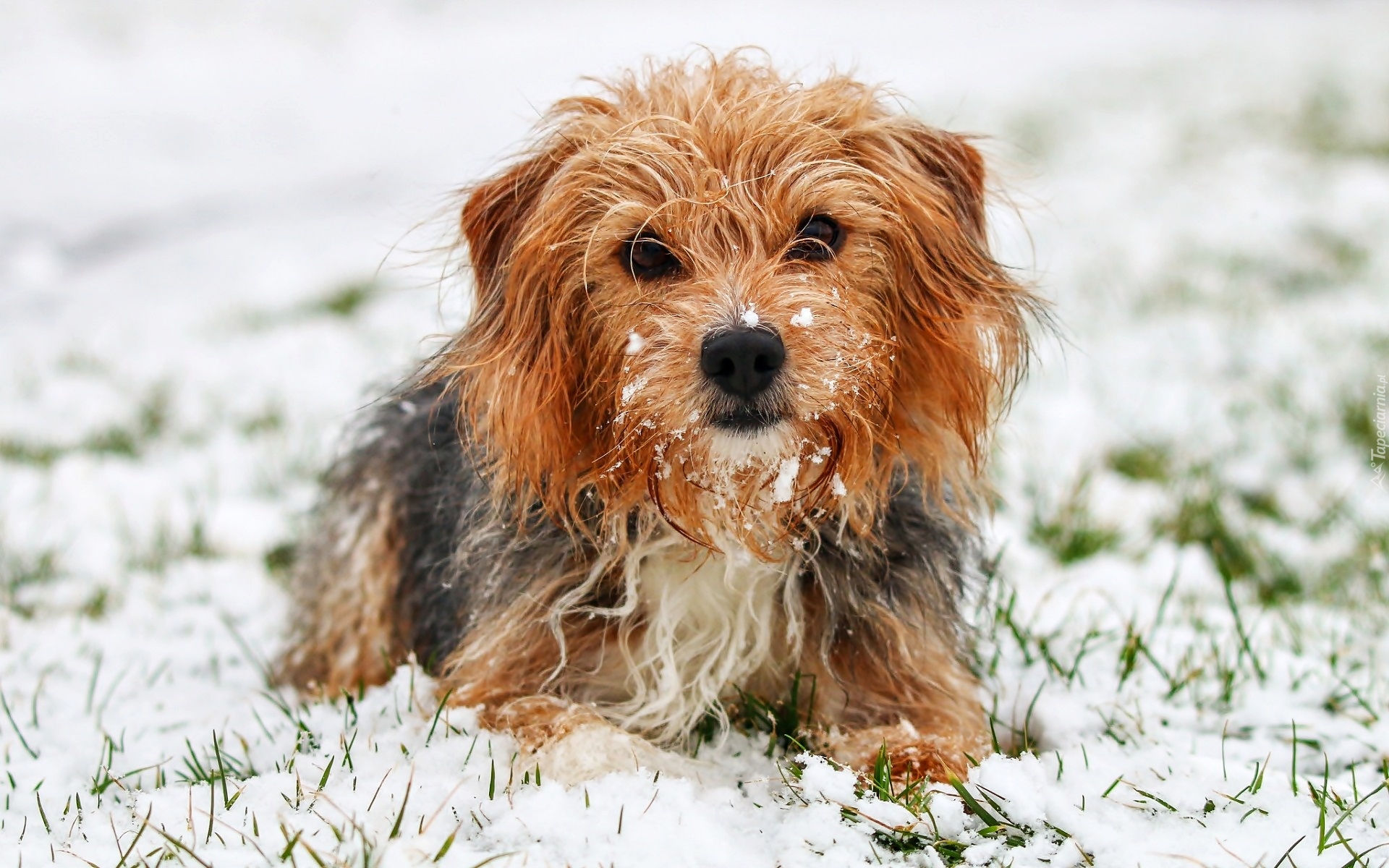 Pies, Yorkshire terrier, Śnieg