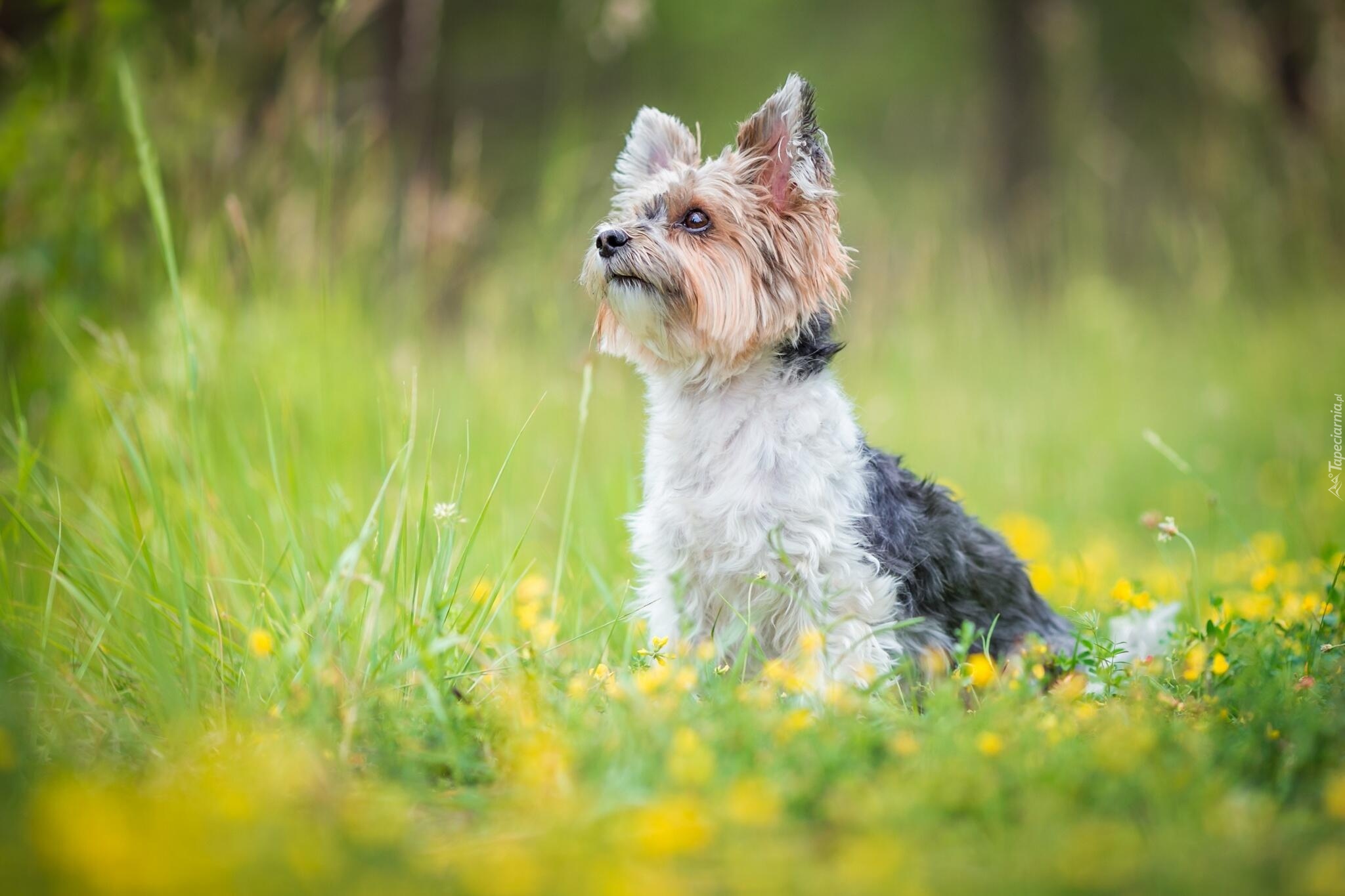 Pies, Yorkshire terrier, Łąka, Kwiaty, Trawa