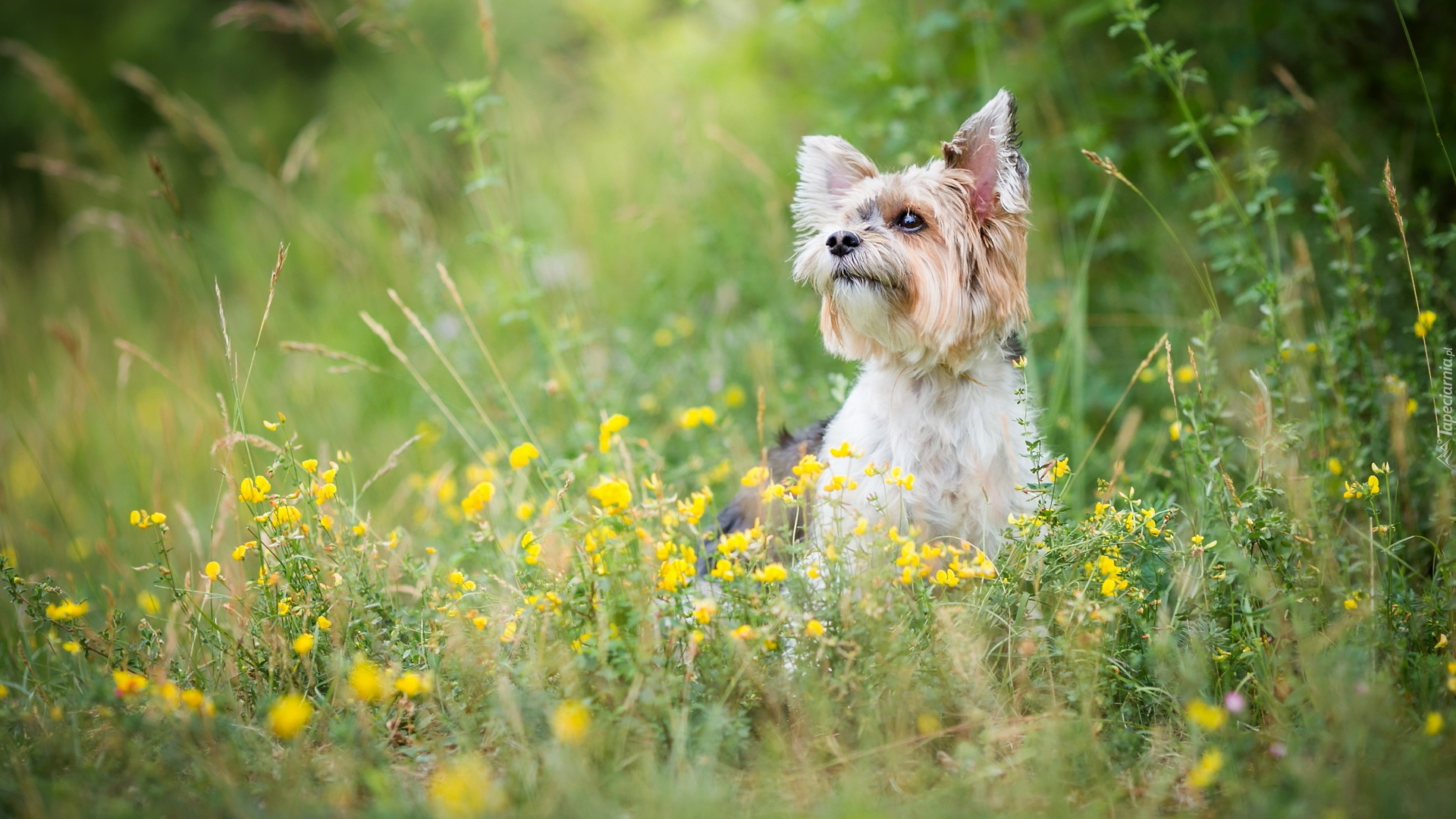 Pies, Yorkshire terrier, Żółte, Kwiaty