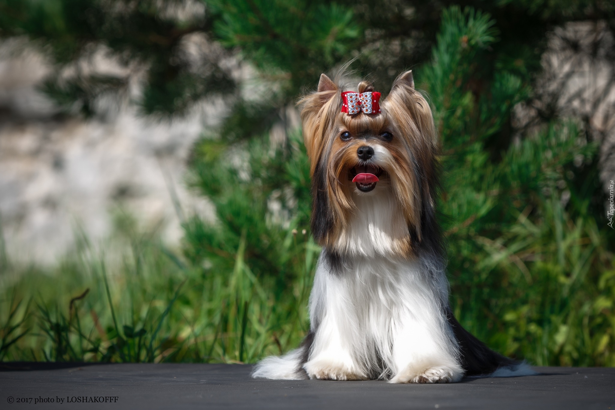 Piesek, Yorkshire terrier, Język, Kokardka