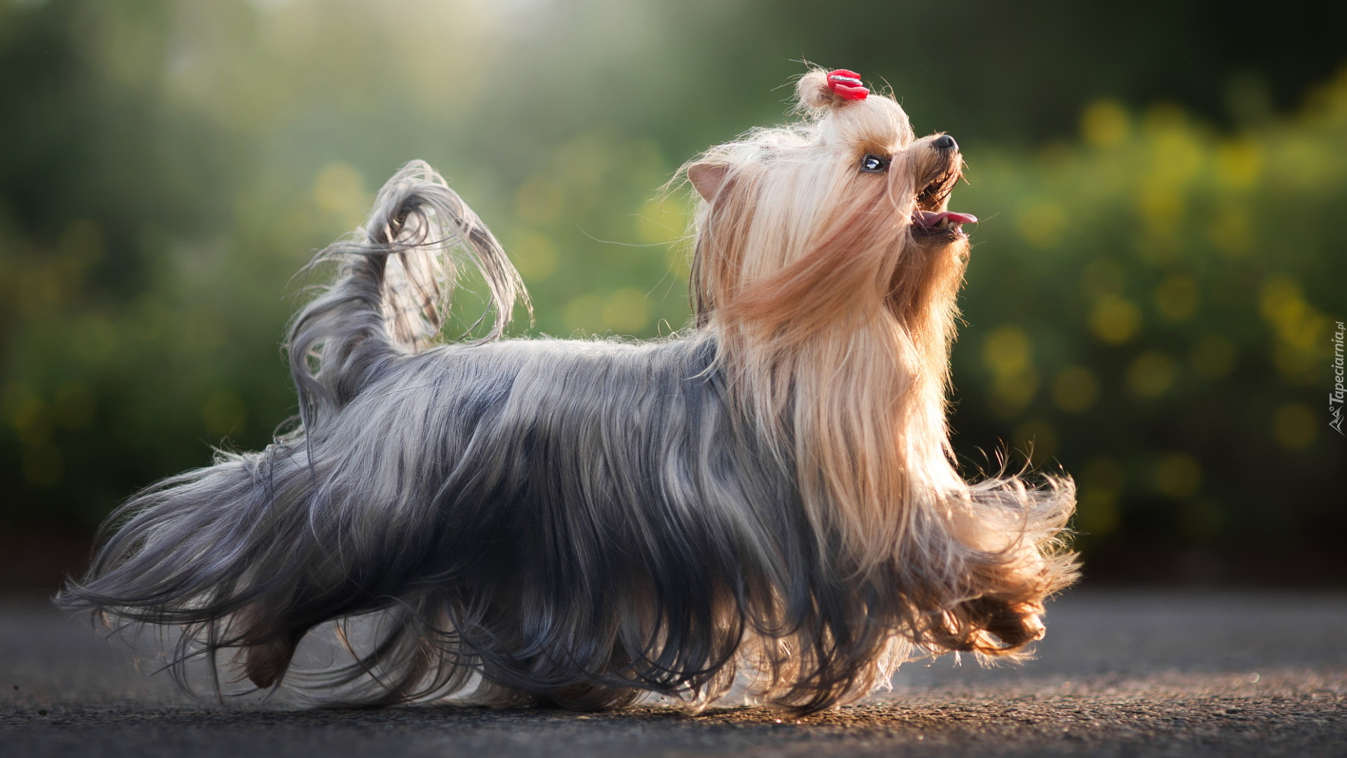 Pies, Yorkshire terrier, Grzywka, Kokardka