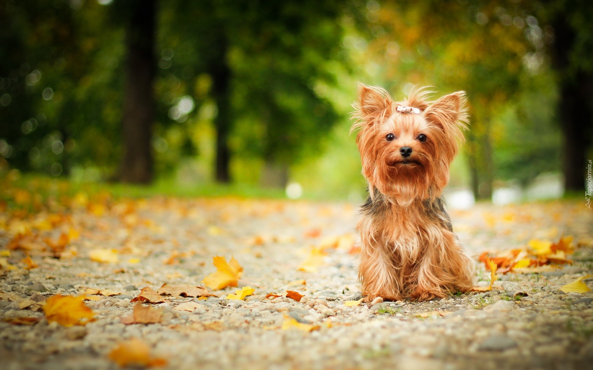 Yorkshire terrier, Liście