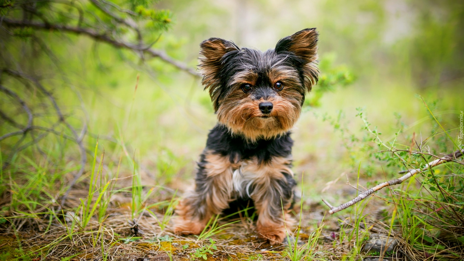 Pies, Szczeniak, Yorkshire terrier, Trawa