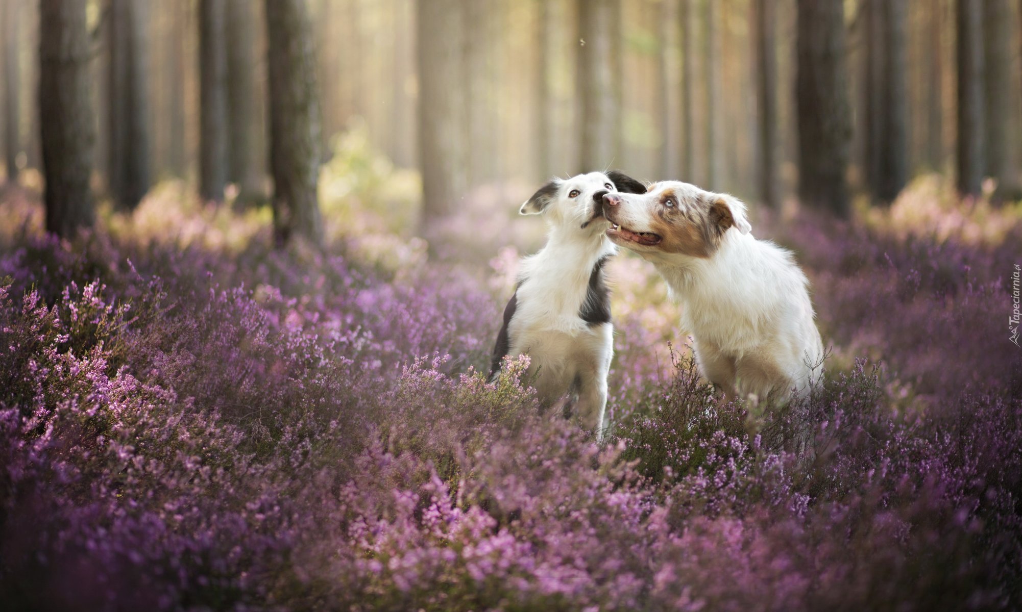 Border collie, Las, Wrzos