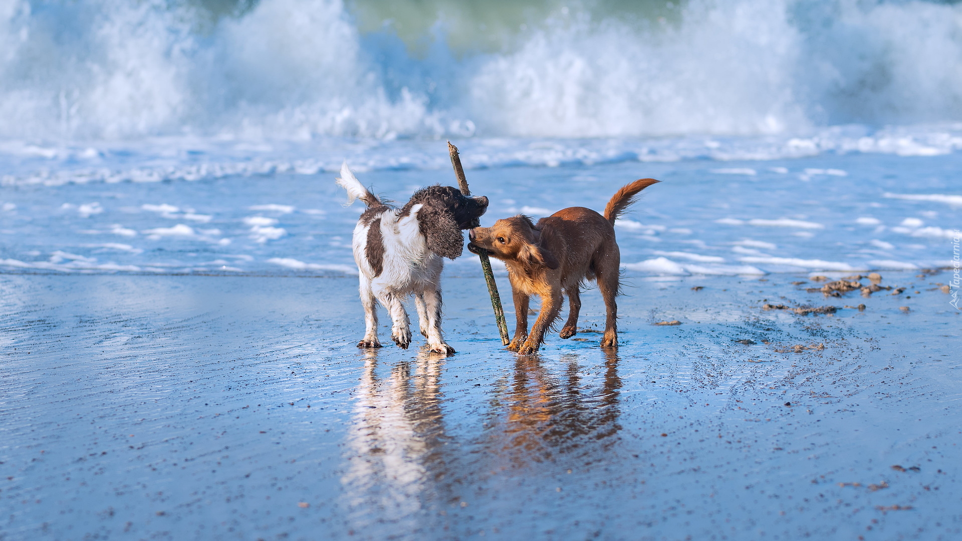 Dwa, Psy, Springer spaniel angielski, Working cocker spaniel, Zabawa, Kij, Fala, Morze