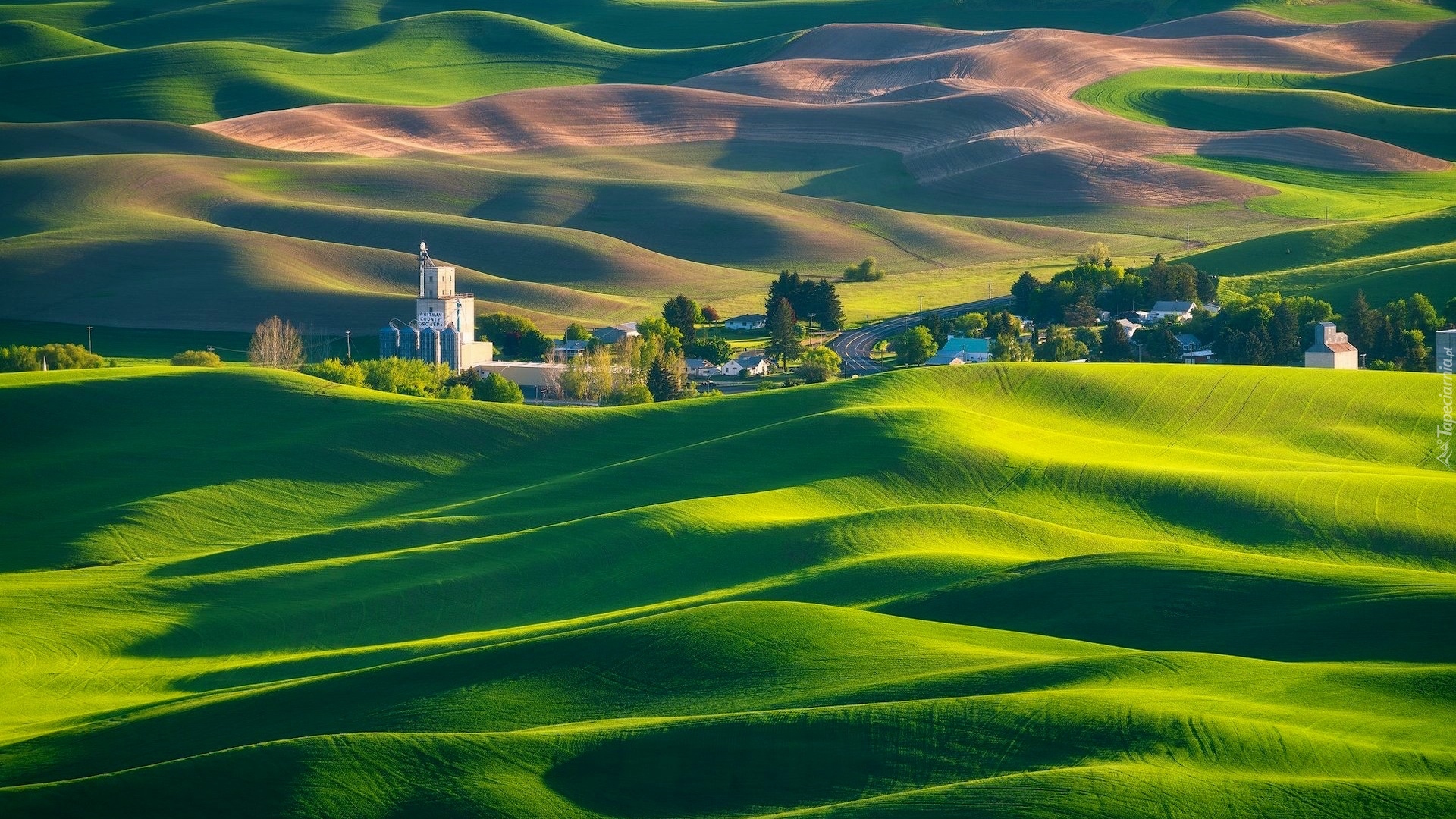 Wzgórza, Drzewa, Łąki, Pola, Zabudowania, Region Palouse, Whitman County, Stan Waszyngton, Stany Zjednoczone