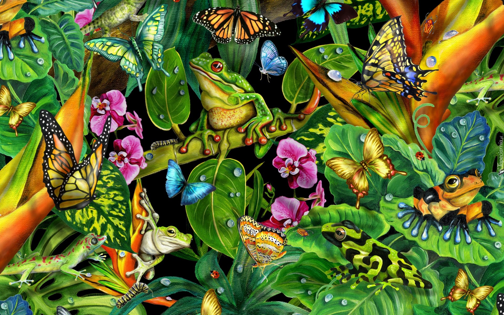 Grafika, Żaby, Motyle, Liście, Roślinność Zwierzęta