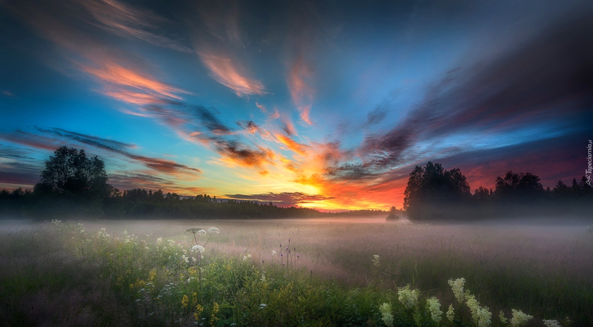 Finlandia, Laponia, Łąka, Mgła, Drzewa, Pomarańczowe, Niebo