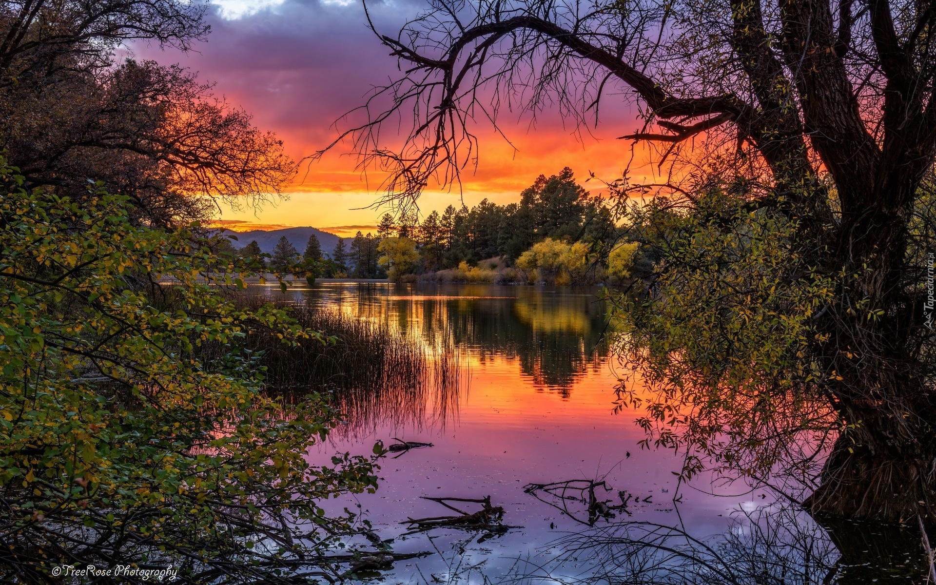 Zachód słońca, Jezioro, Goldwater Lake, Drzewa, Gałęzie, Prescott, Stan Arizona, Stany Zjednoczone