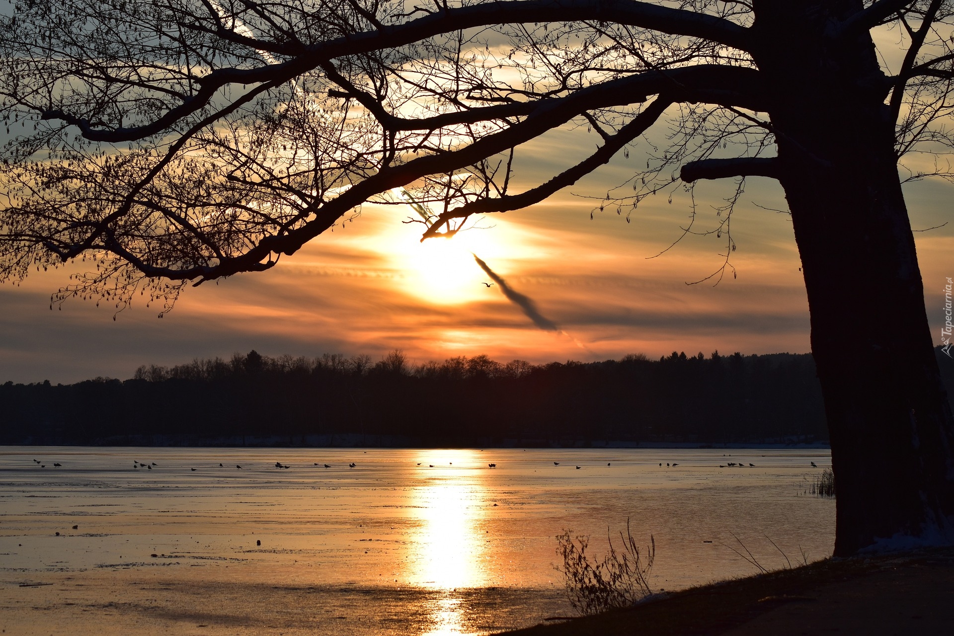 Jezioro Scharmutzelsee, Zachód słońca, Drzewo, Las, Wendisch Rietz, Niemcy