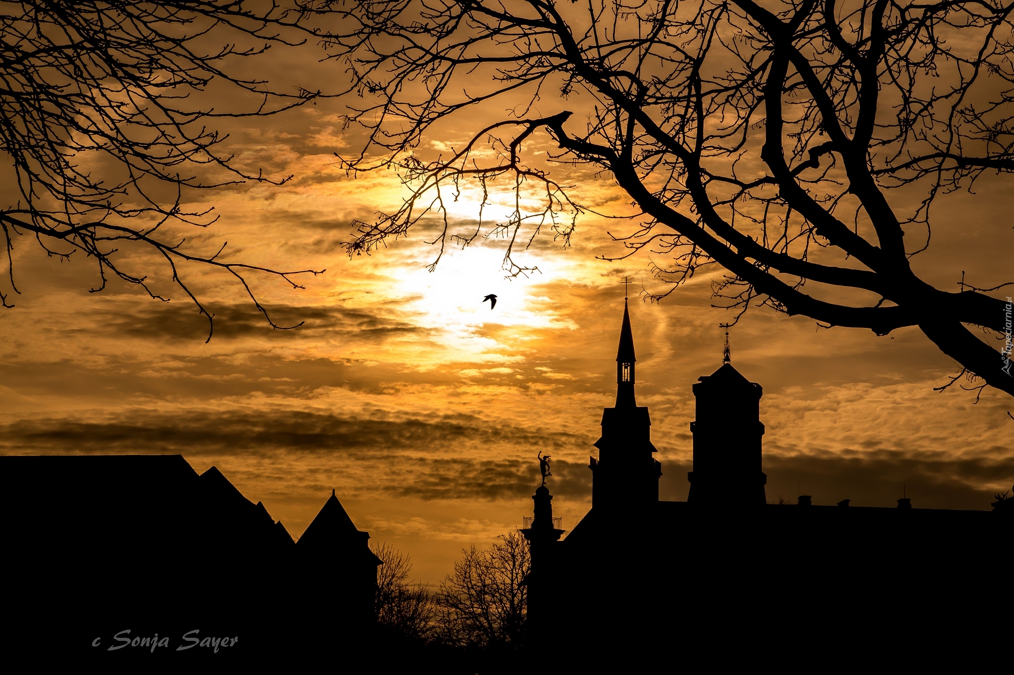 Zachód słońca, Gałęzie, Ptak, Drzewo, Wieże, Kościół, Kolegiata Stiftskirche, Stuttgart, Niemcy