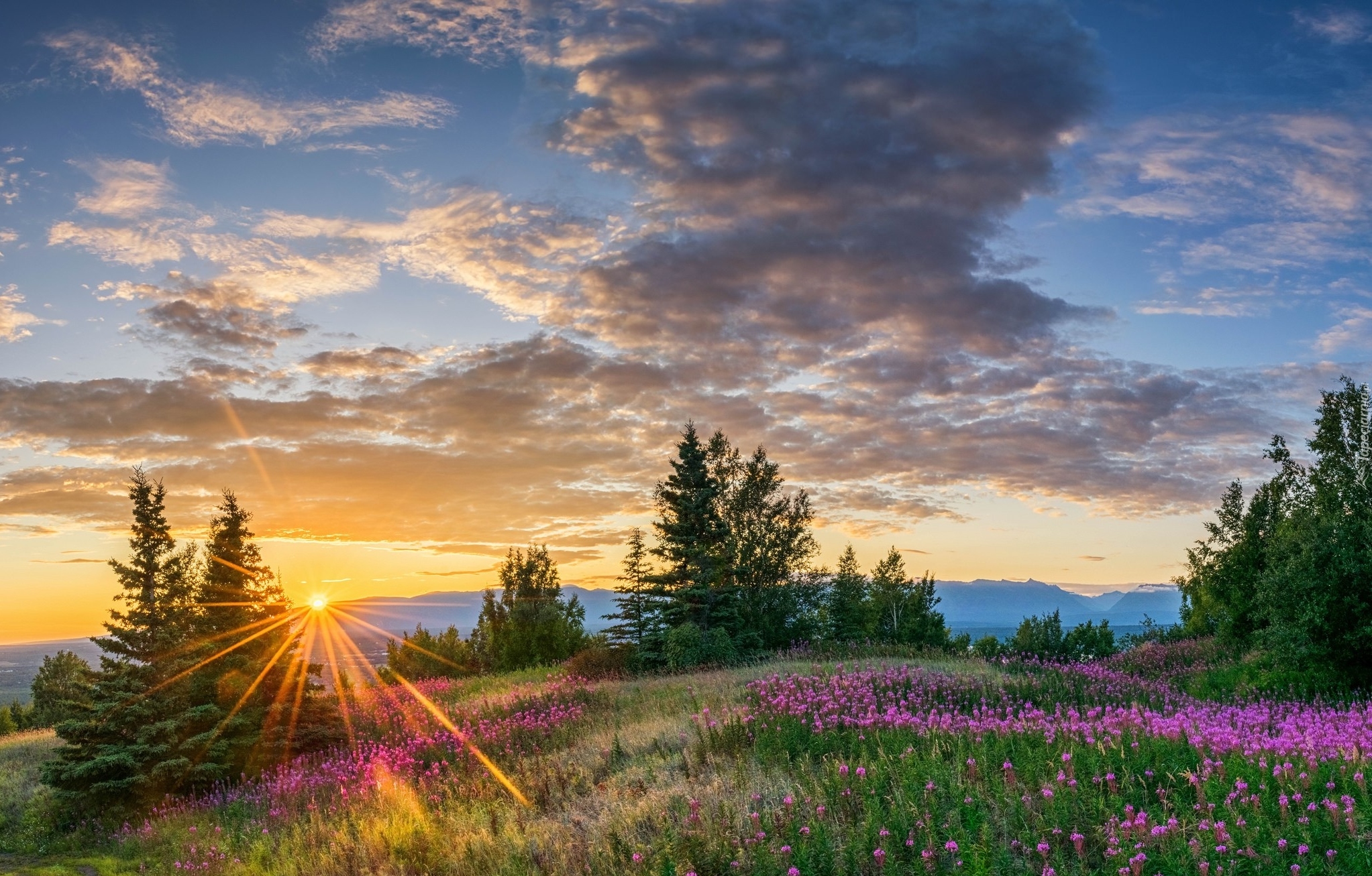 Stany Zjednoczone, Stan Alaska, Butte, Łąka, Zachód słońca, Chmury, Drzewa, Kwiaty Promienie słońca