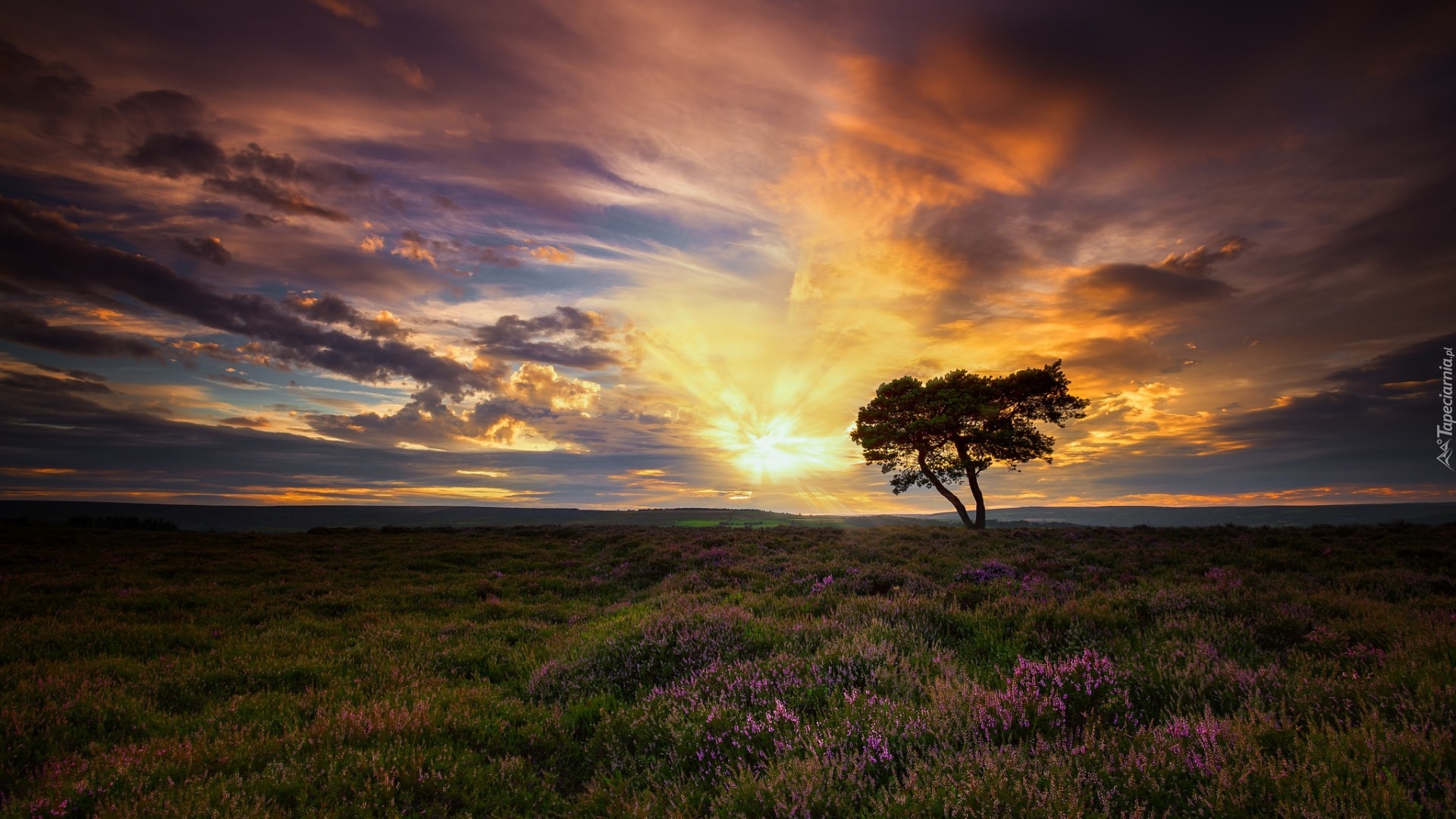 Anglia, Hrabstwo North Yorkshire, Egton, Wrzosowisko, Drzewo, Zachód słońca, Chmury