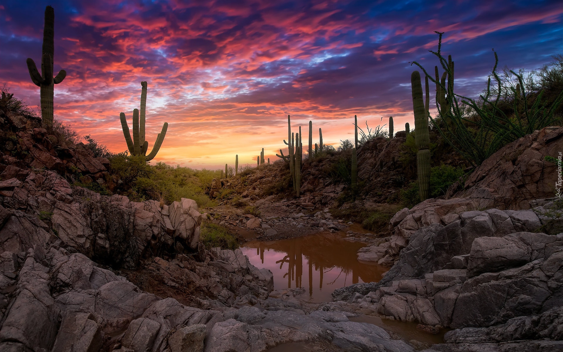 Stany Zjednoczone, Arizona, Park Narodowy Saguaro, Zachód słońca, Kaktusy, Skały