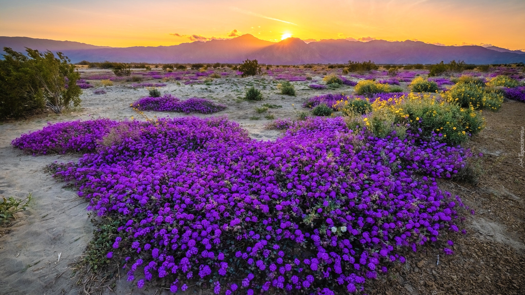 Stany Zjednoczone, Kalifornia, Park stanowy Anza Borrego Desert, Góry, Zachód słońca, Kwiaty, Krzewy