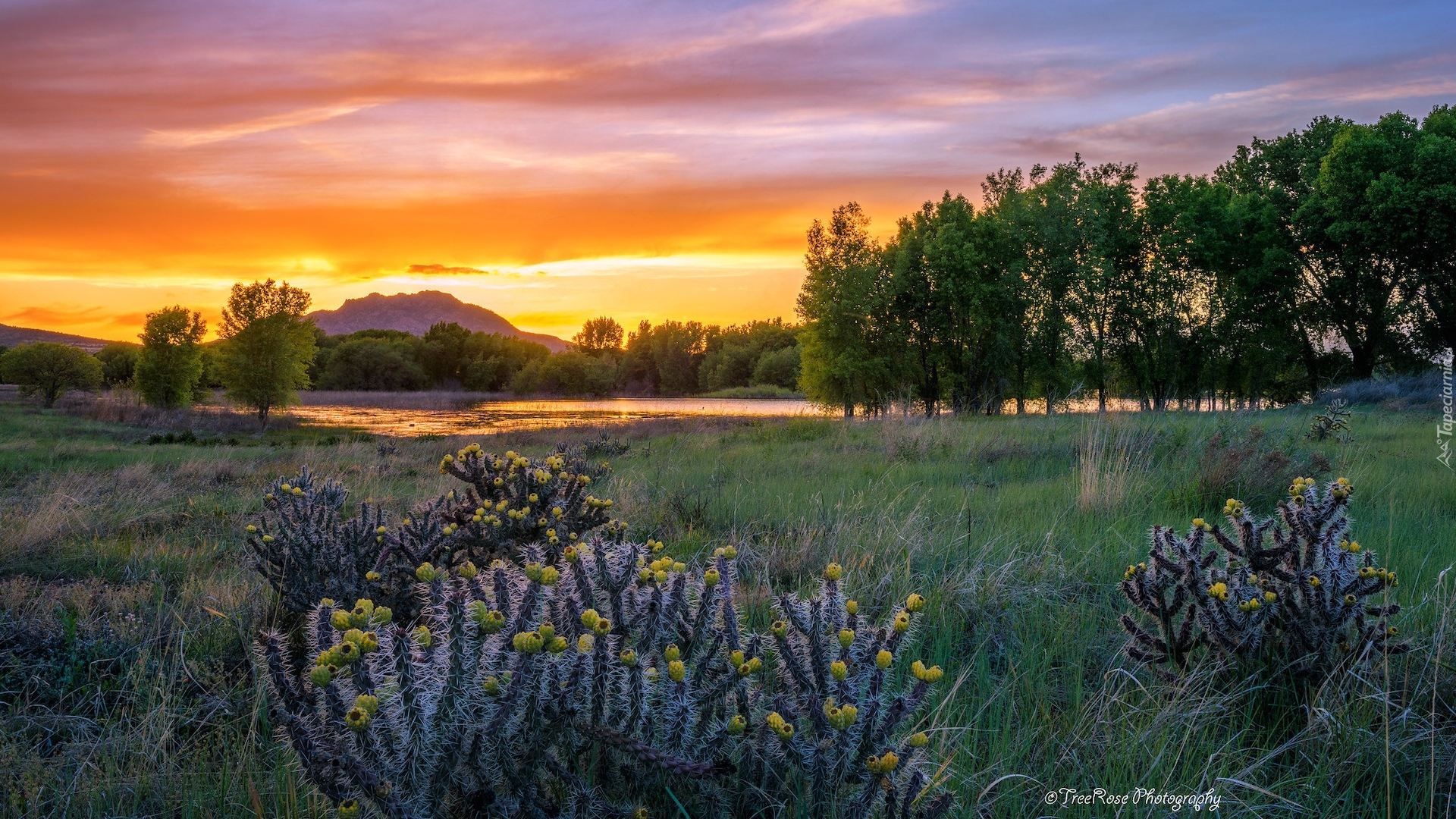 Góra, Drzewa, Rośliny, Trawa, Zachód słońca, Prescott, Arizona, Stany Zjednoczone