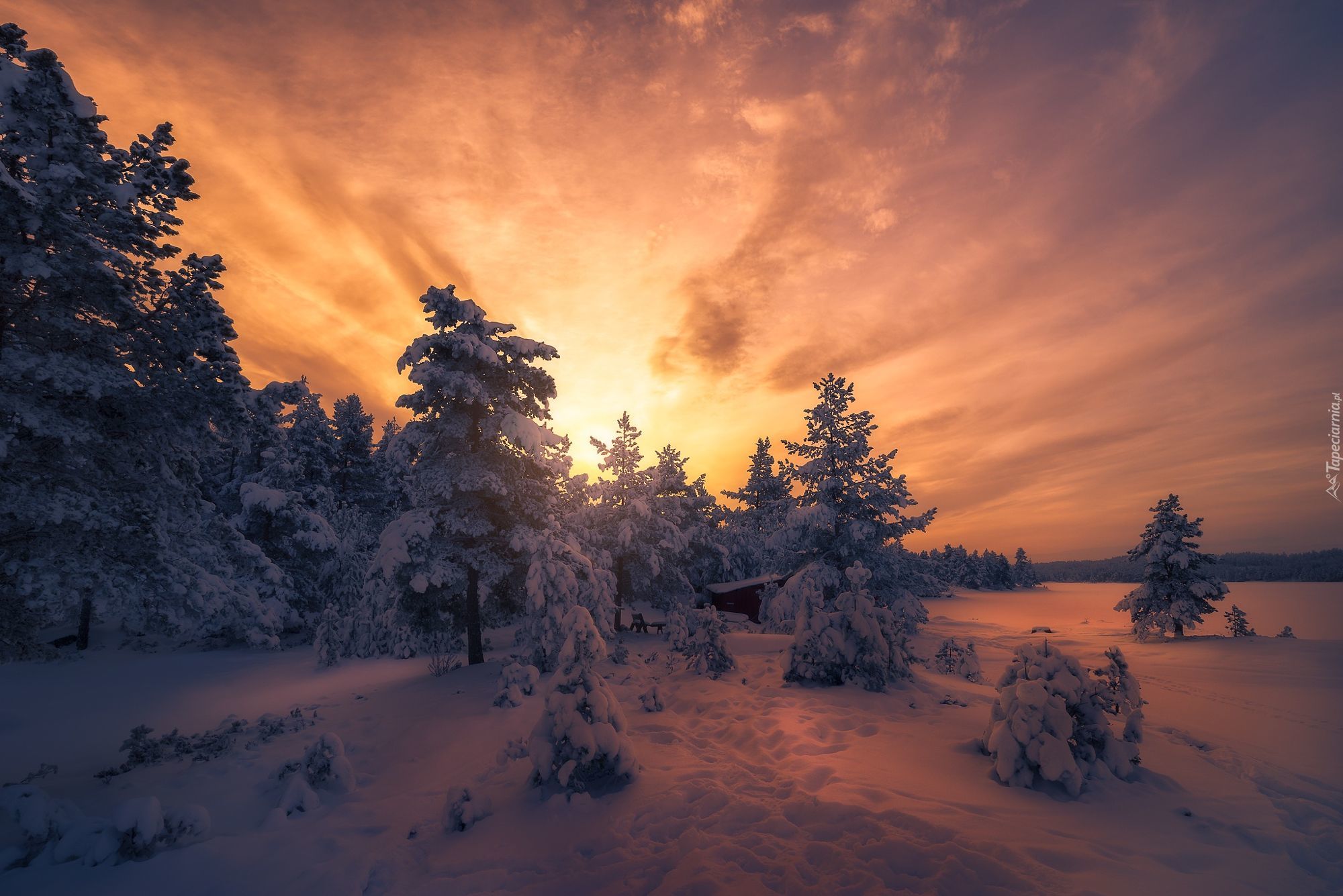 Zima, Śnieg, Las, Drzewa, Zachód słońca
